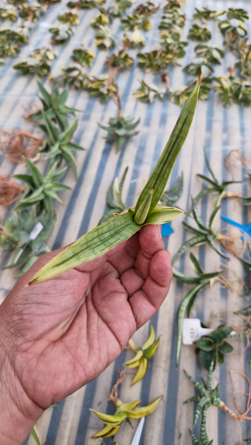 1131. Sansevieria Bandidos - Image 7