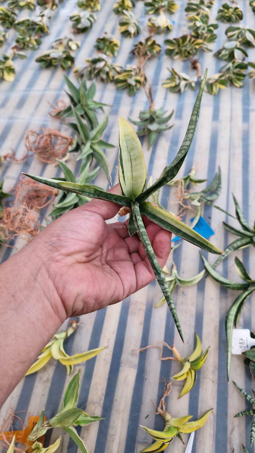 1131. Sansevieria Bandidos - Image 9