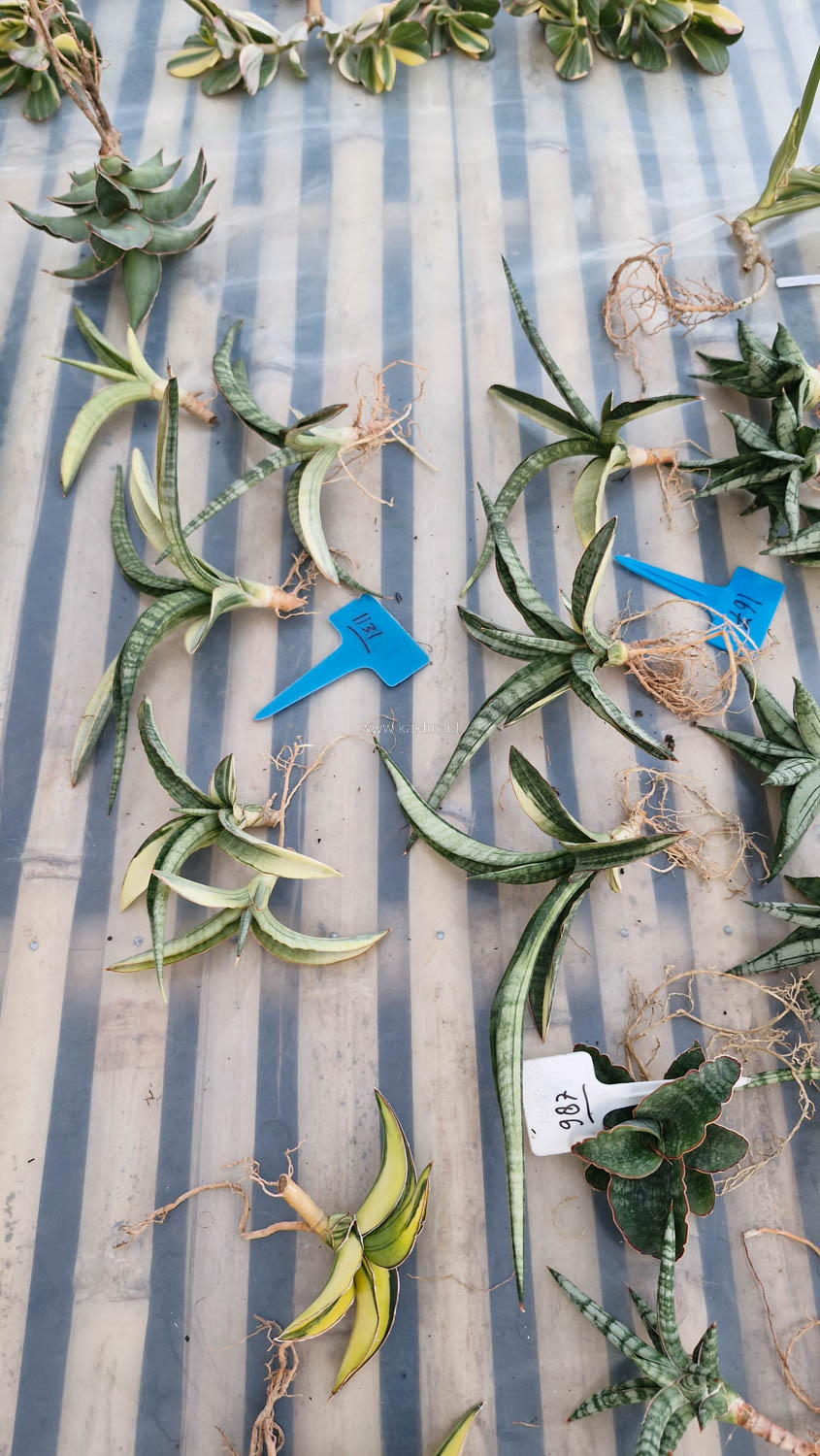 1131. Sansevieria Bandidos - Image 13