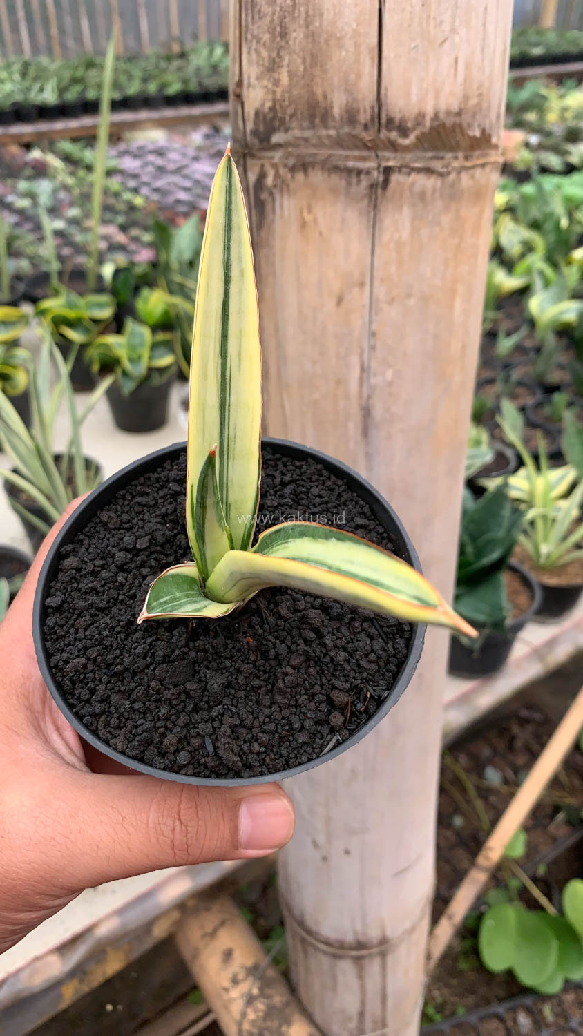 1131. Sansevieria Bandidos - Image 8