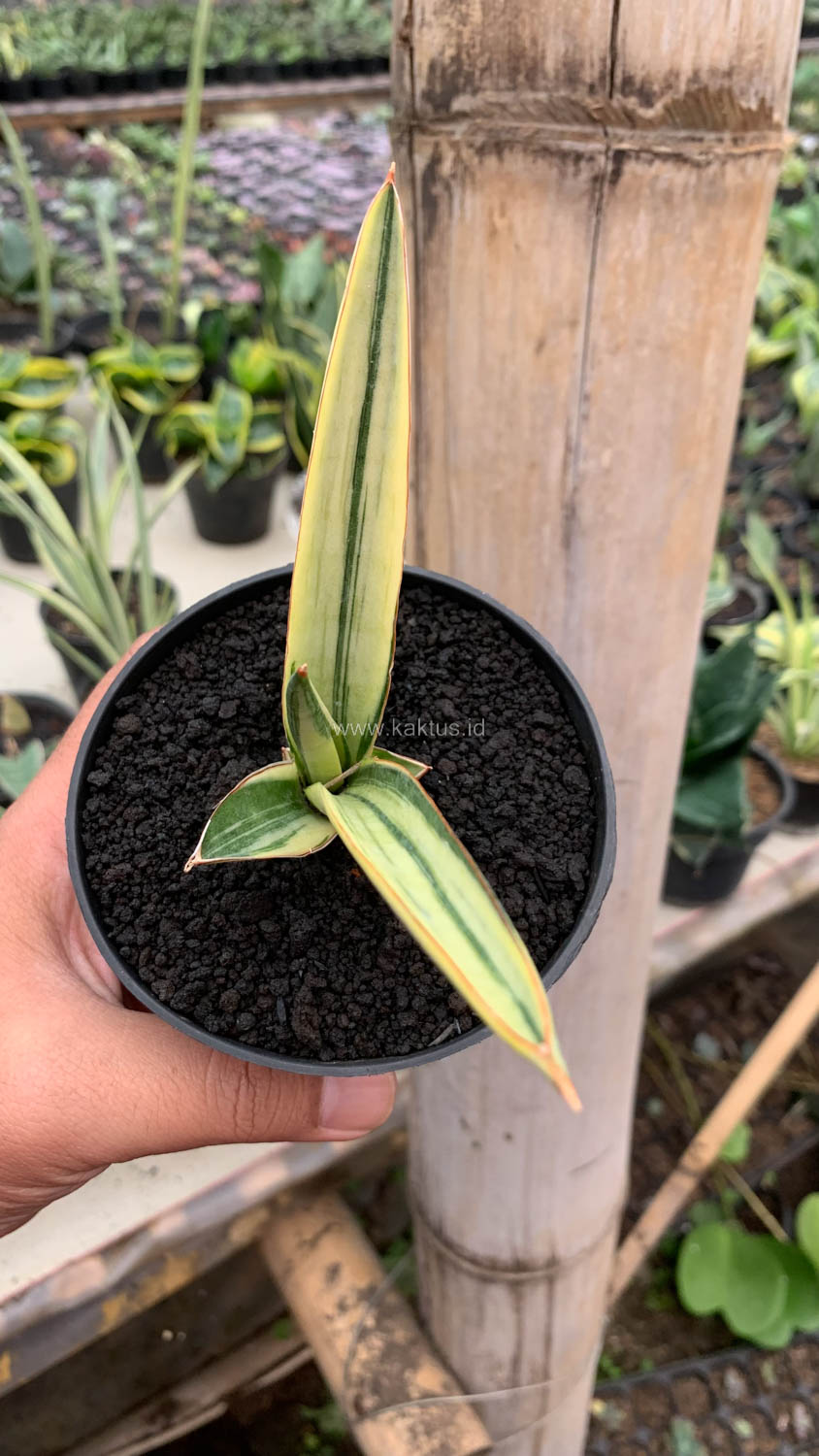 1131. Sansevieria Bandidos - Image 3