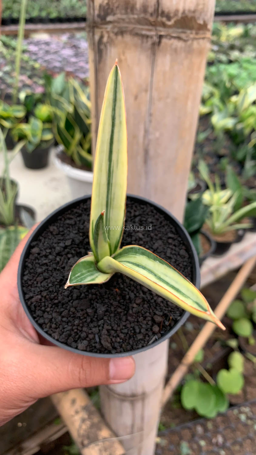 1131. Sansevieria Bandidos - Image 10