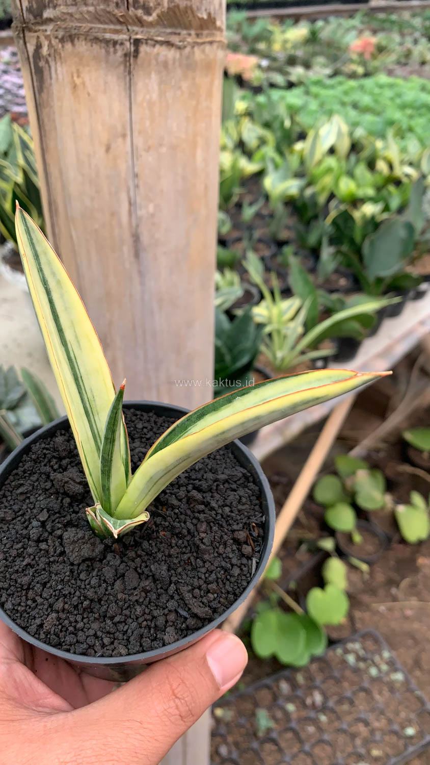1131. Sansevieria Bandidos - Image 12