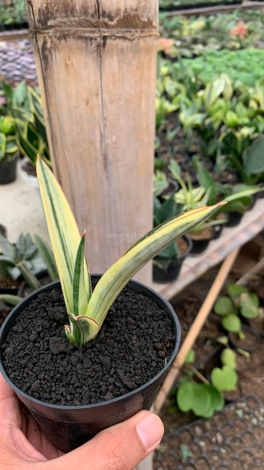 1131. Sansevieria Bandidos - Image 14