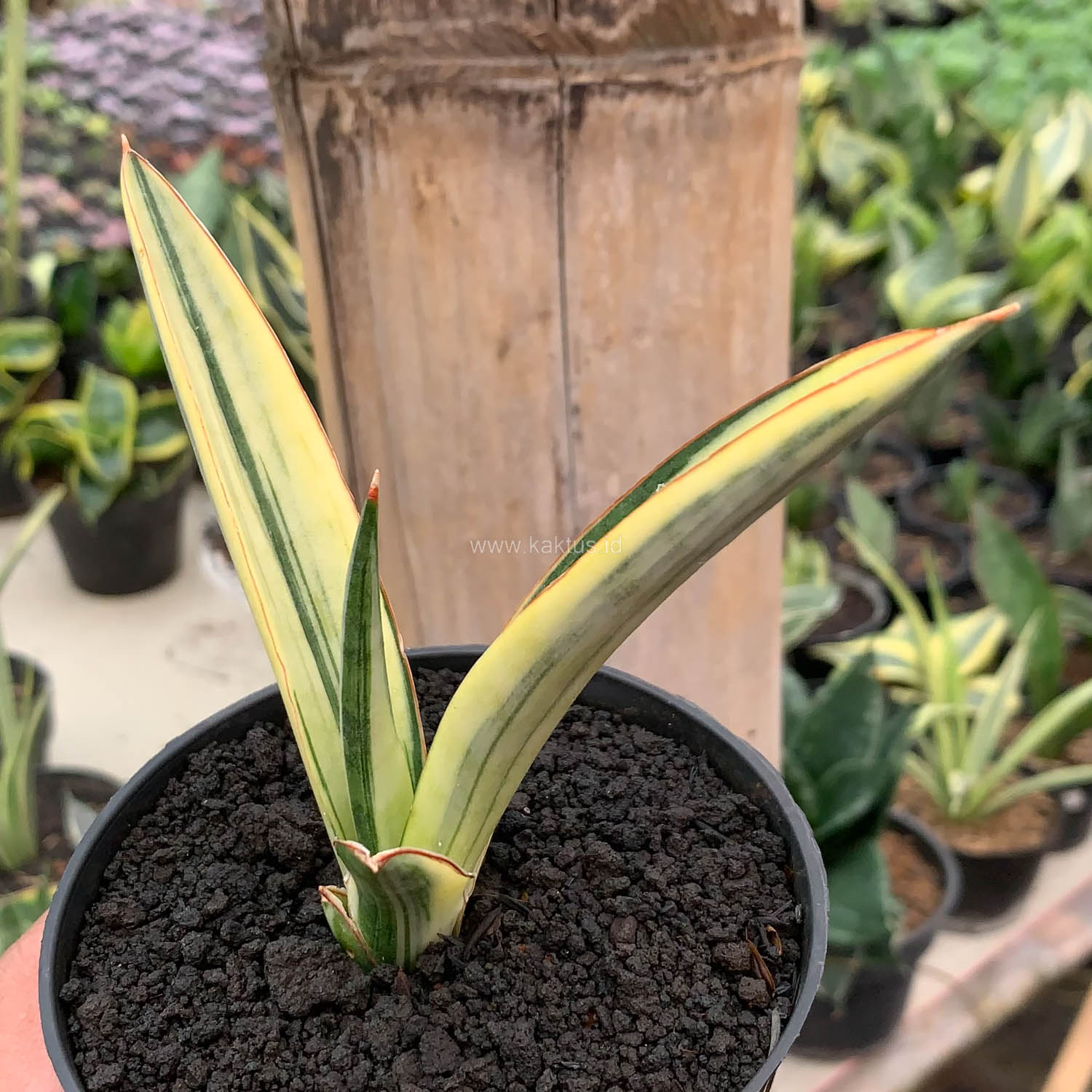 1131. Sansevieria Bandidos