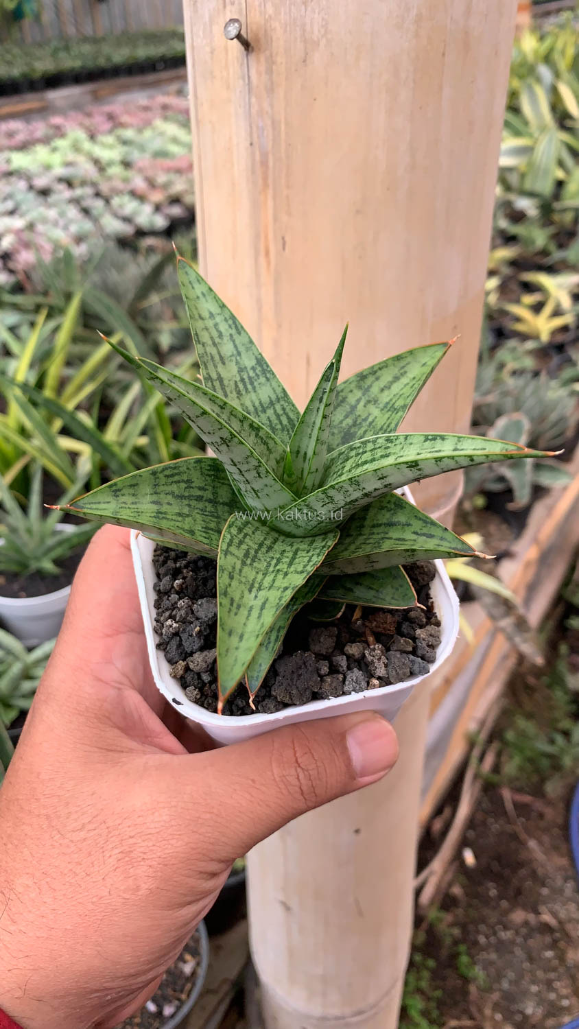 1132. Sansevieria Liwa - Image 3