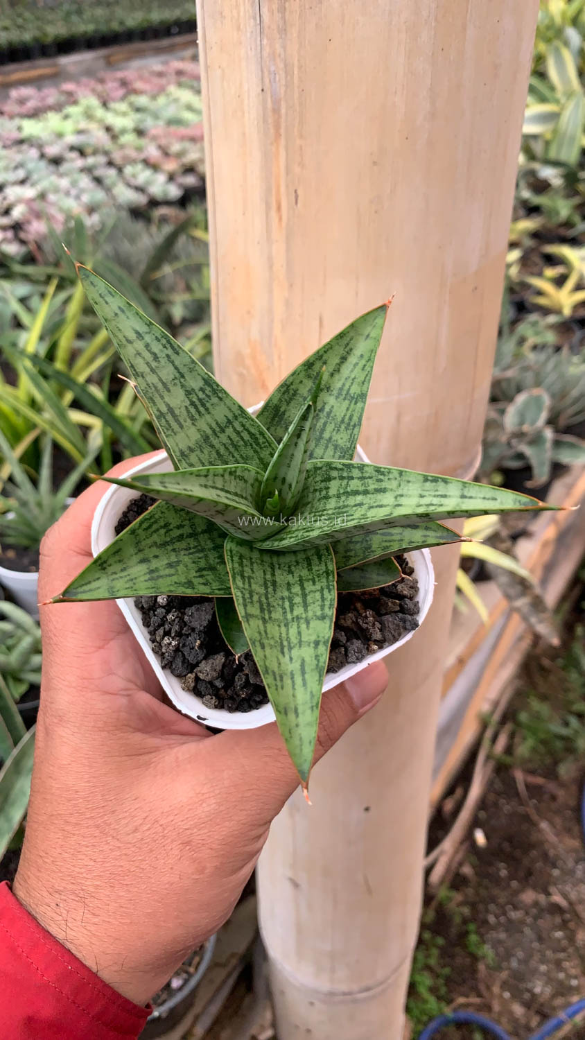 1132. Sansevieria Liwa - Image 4