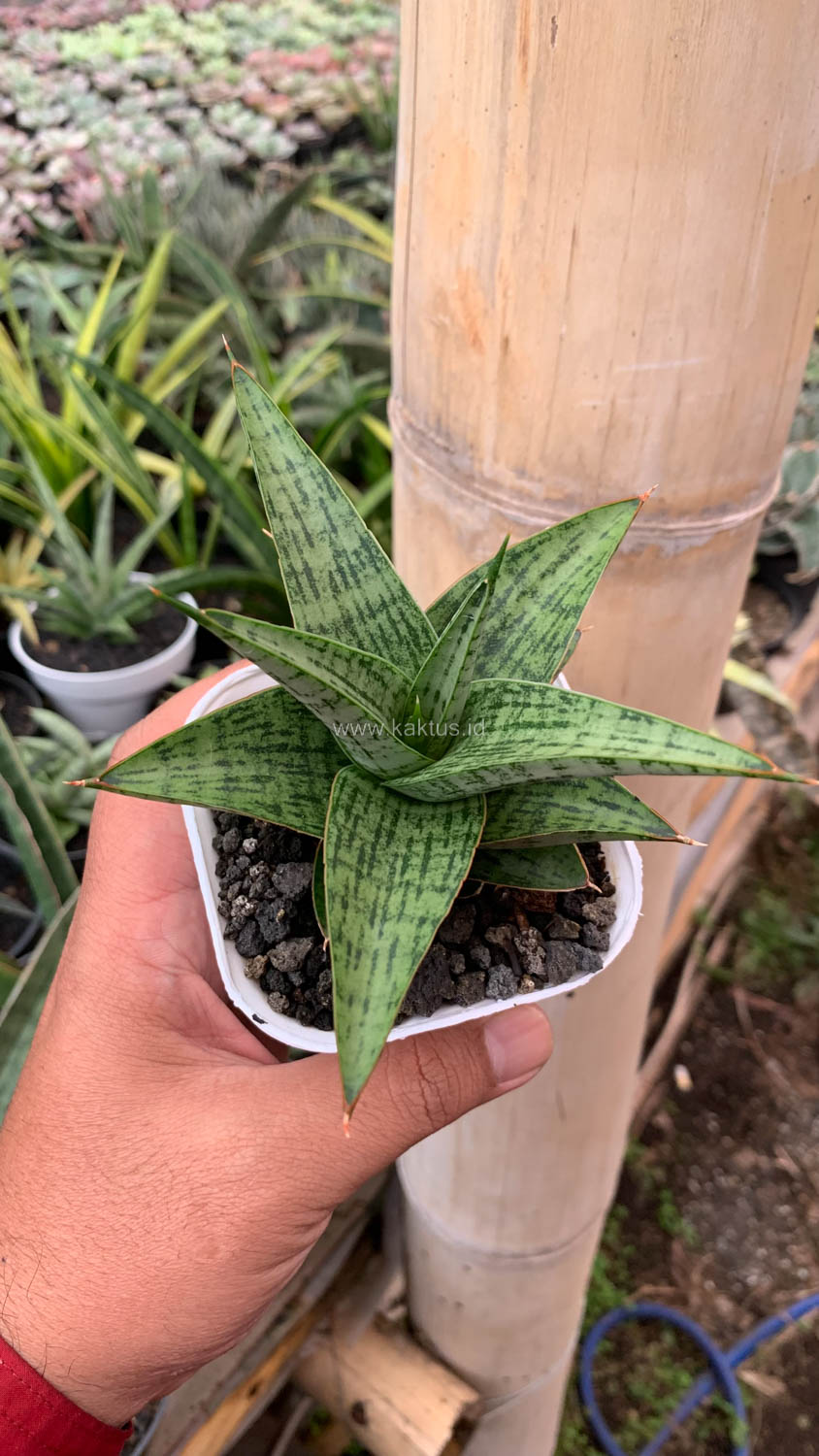 1132. Sansevieria Liwa - Image 5