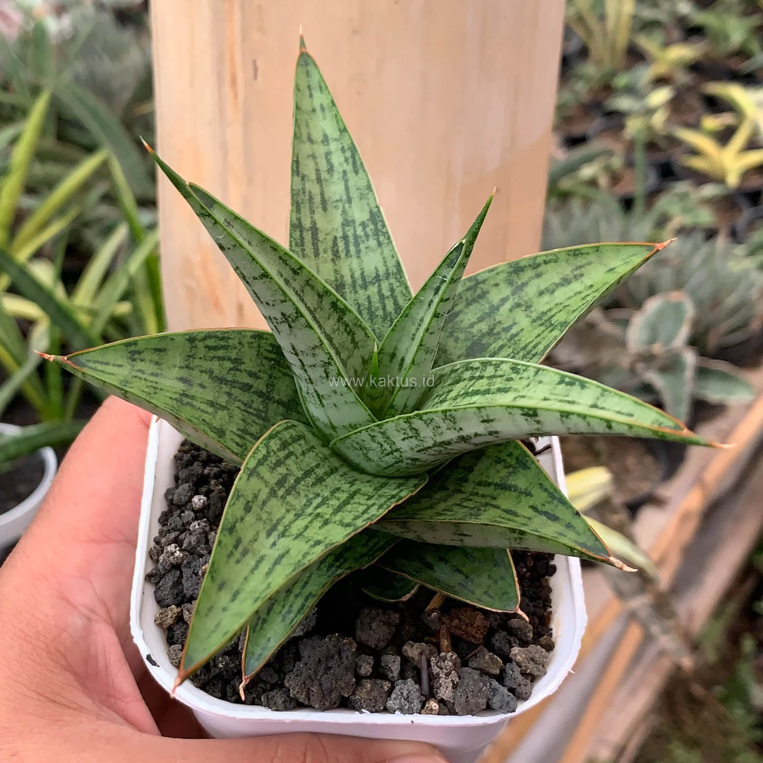 1132. Sansevieria Liwa - Image 6