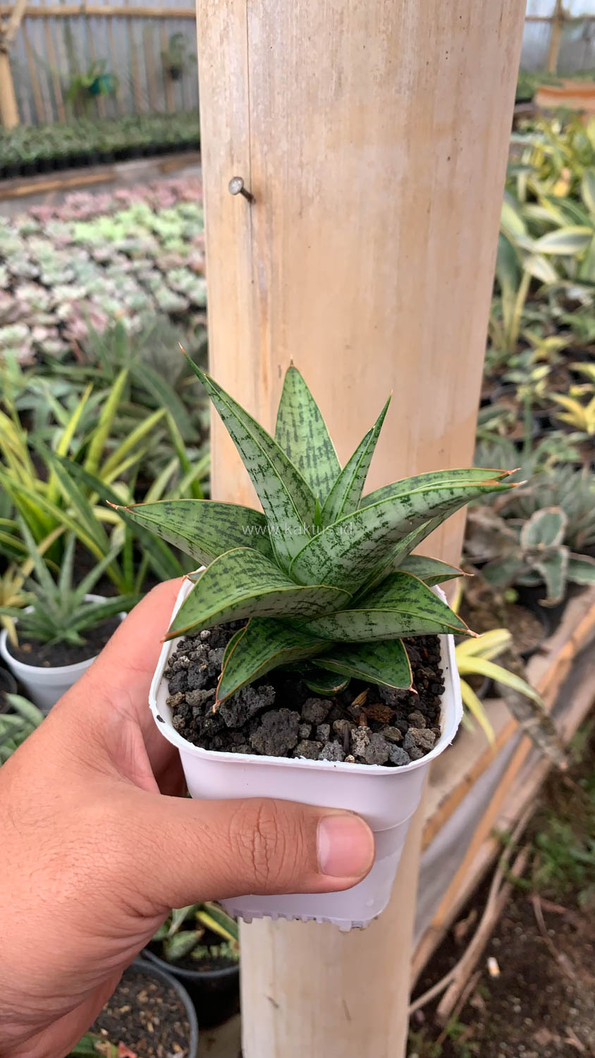 1132. Sansevieria Liwa - Image 7