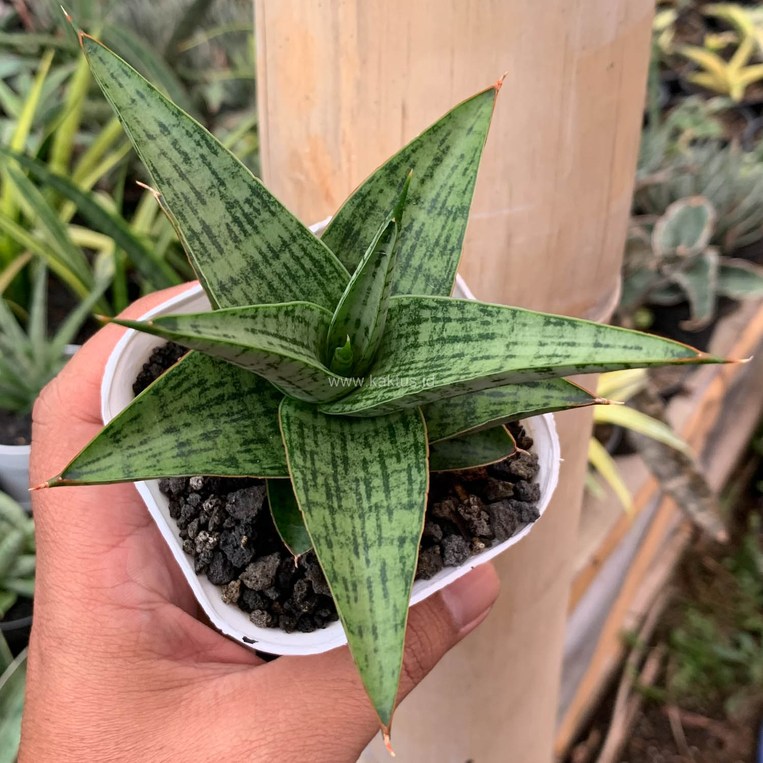 1132. Sansevieria Liwa - Image 8