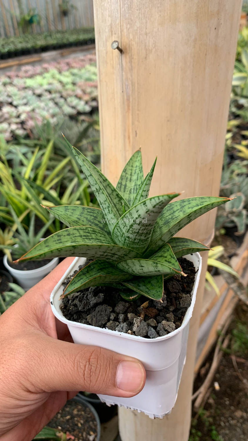 1132. Sansevieria Liwa - Image 2