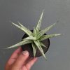 1135. Sansevieria Cinta