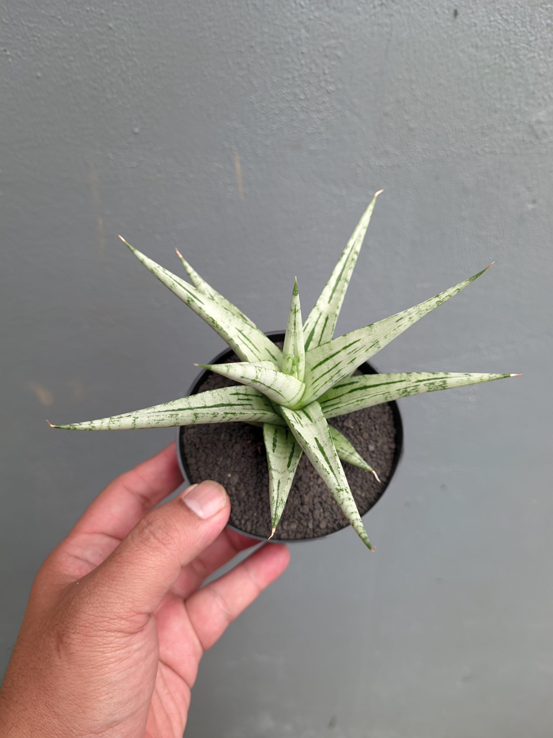 1135. Sansevieria Cinta - Image 3