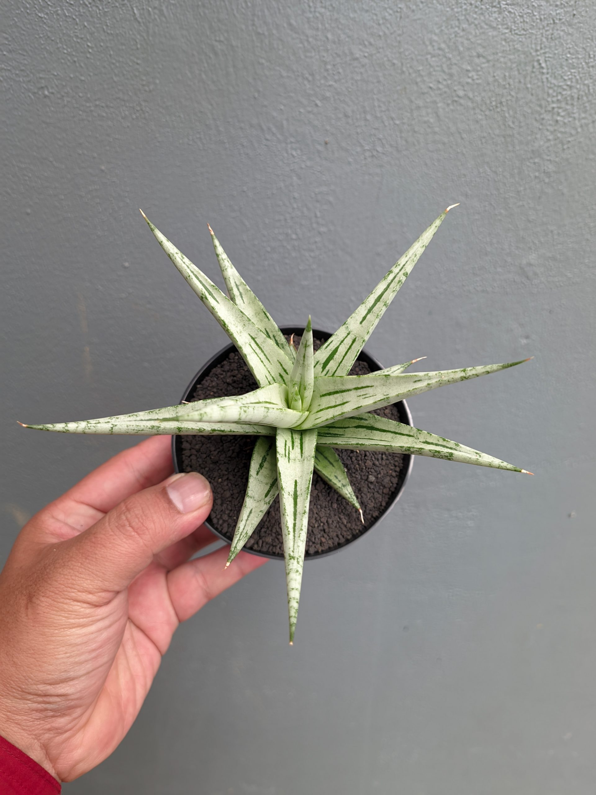 1135. Sansevieria Cinta - Image 12