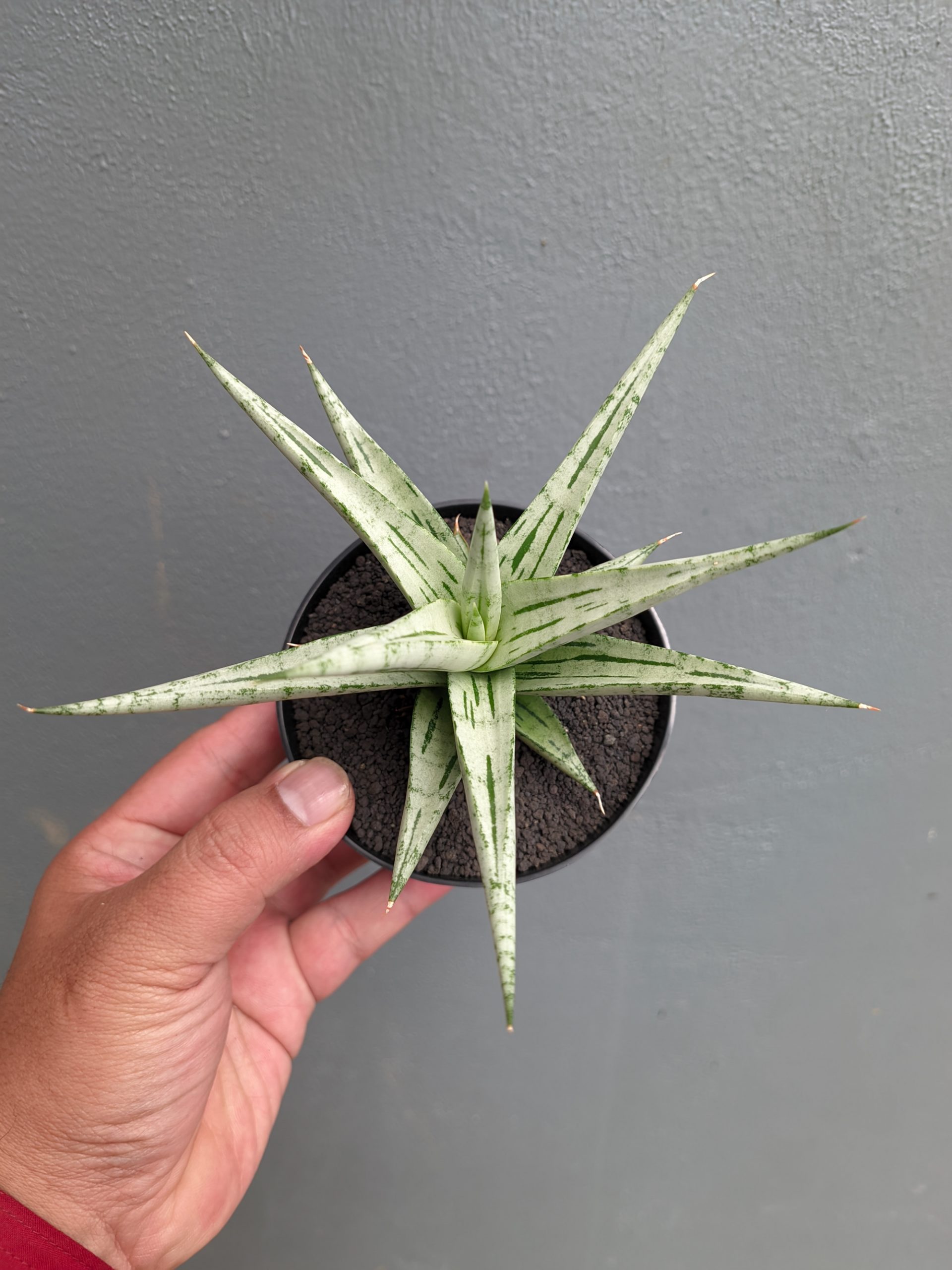 1135. Sansevieria Cinta - Image 13