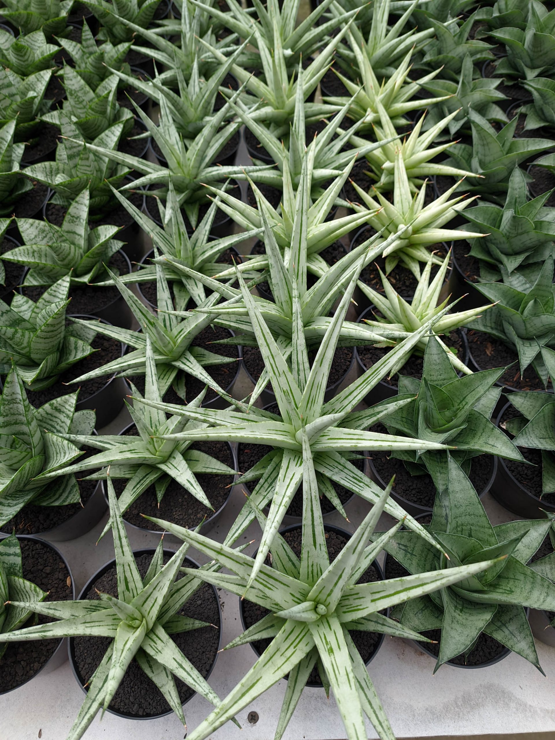 1135. Sansevieria Cinta - Image 2
