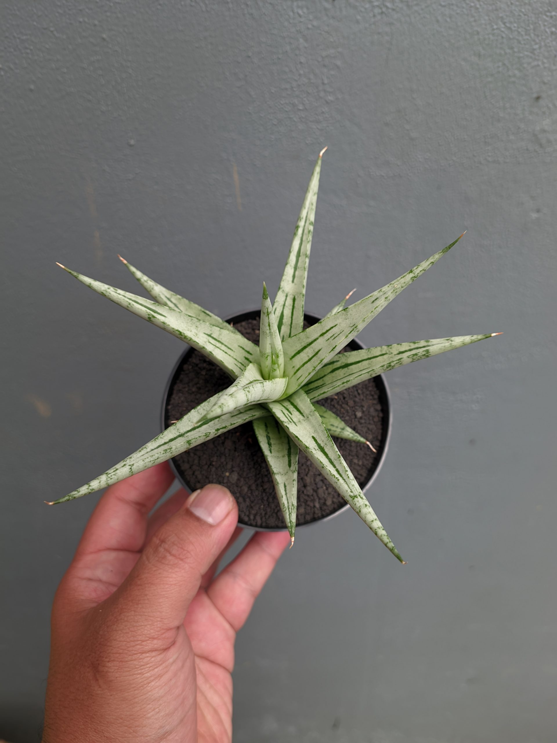 1135. Sansevieria Cinta - Image 4