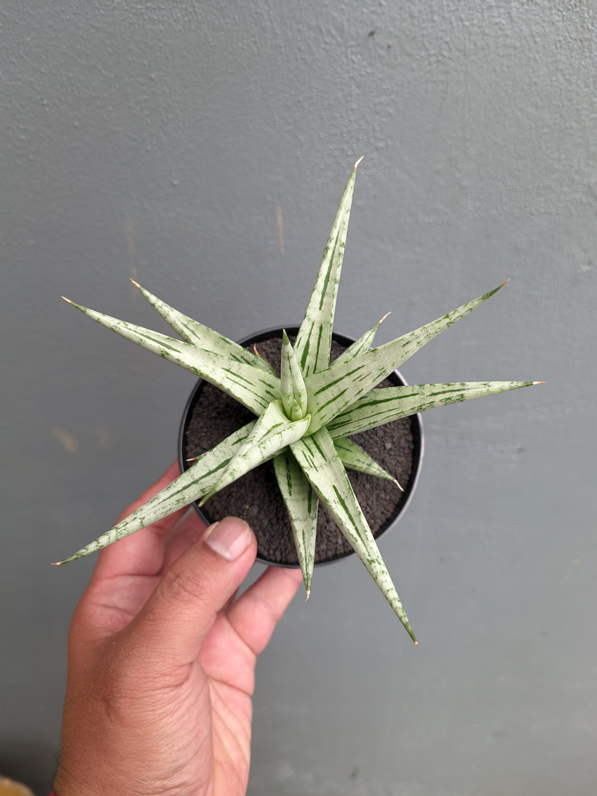 1135. Sansevieria Cinta - Image 5
