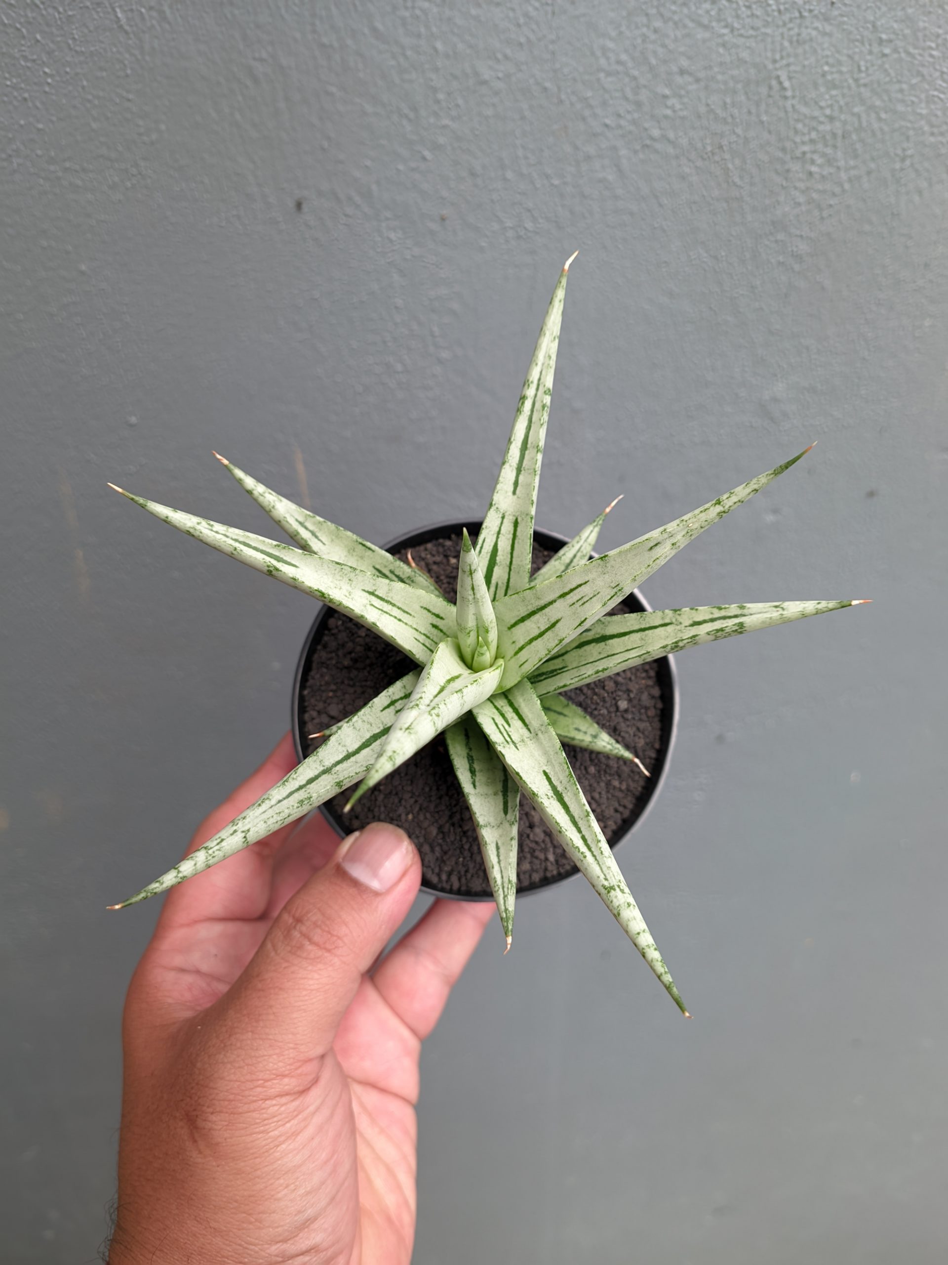 1135. Sansevieria Cinta - Image 6