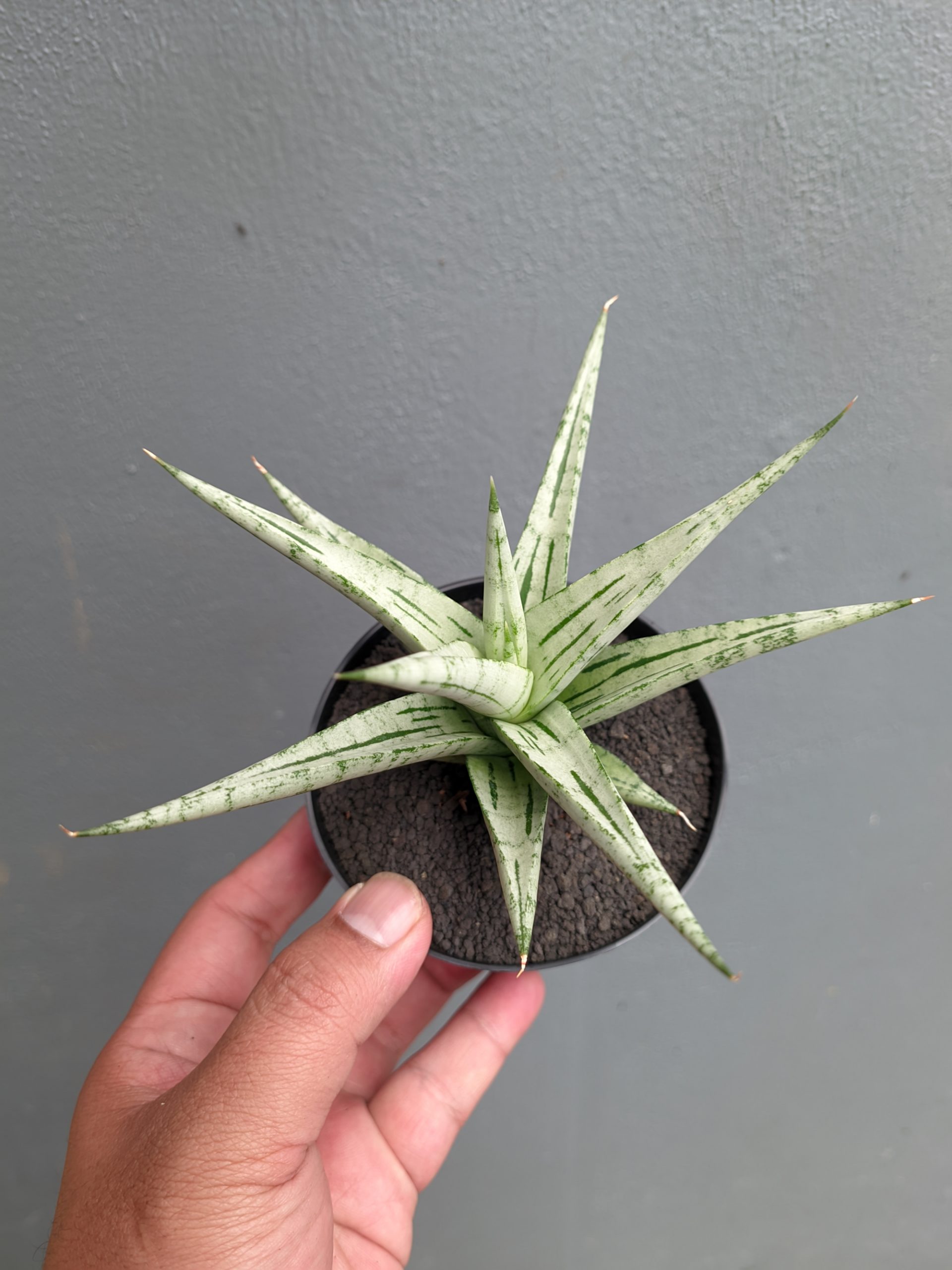 1135. Sansevieria Cinta - Image 7