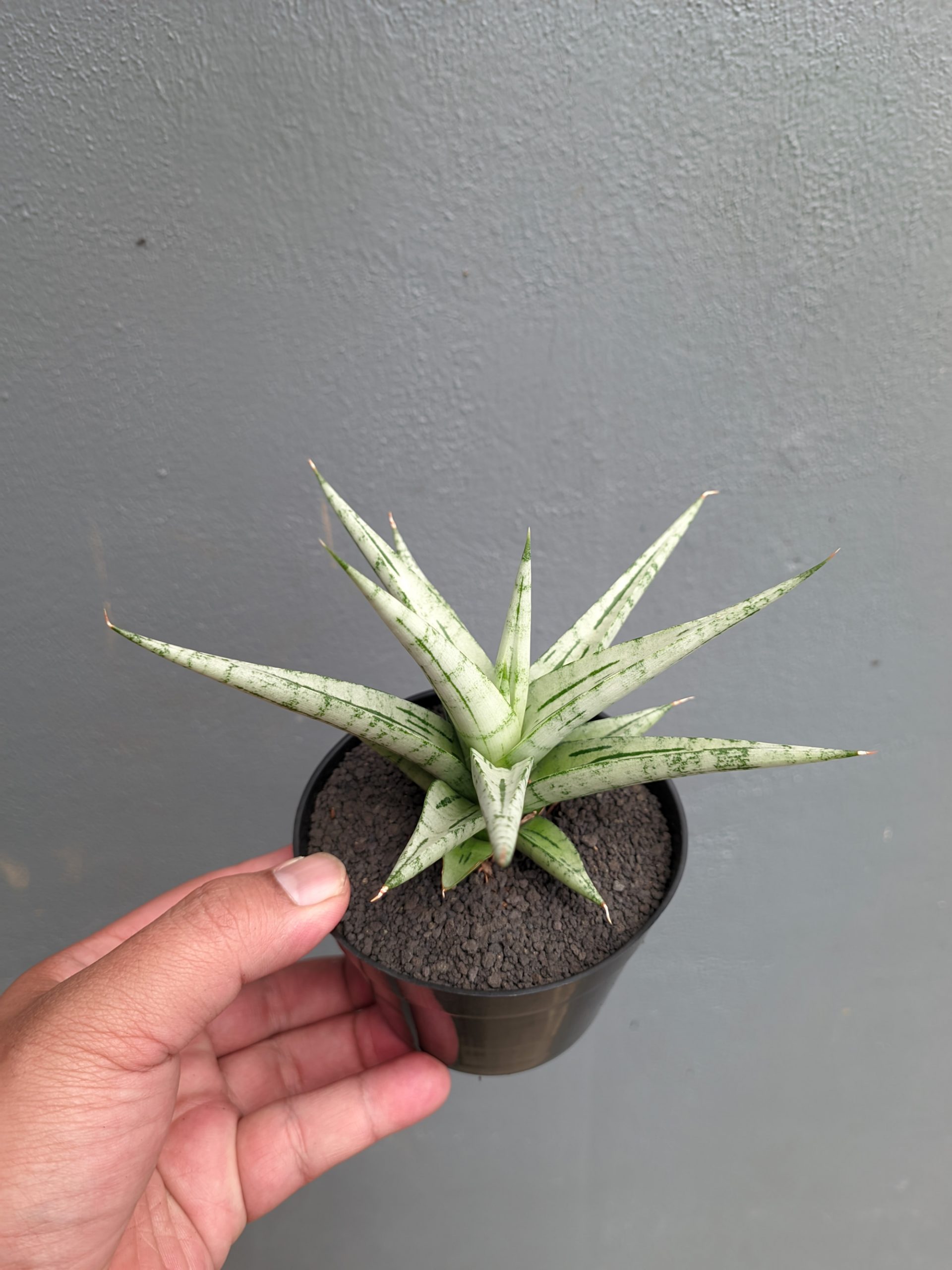 1135. Sansevieria Cinta - Image 8