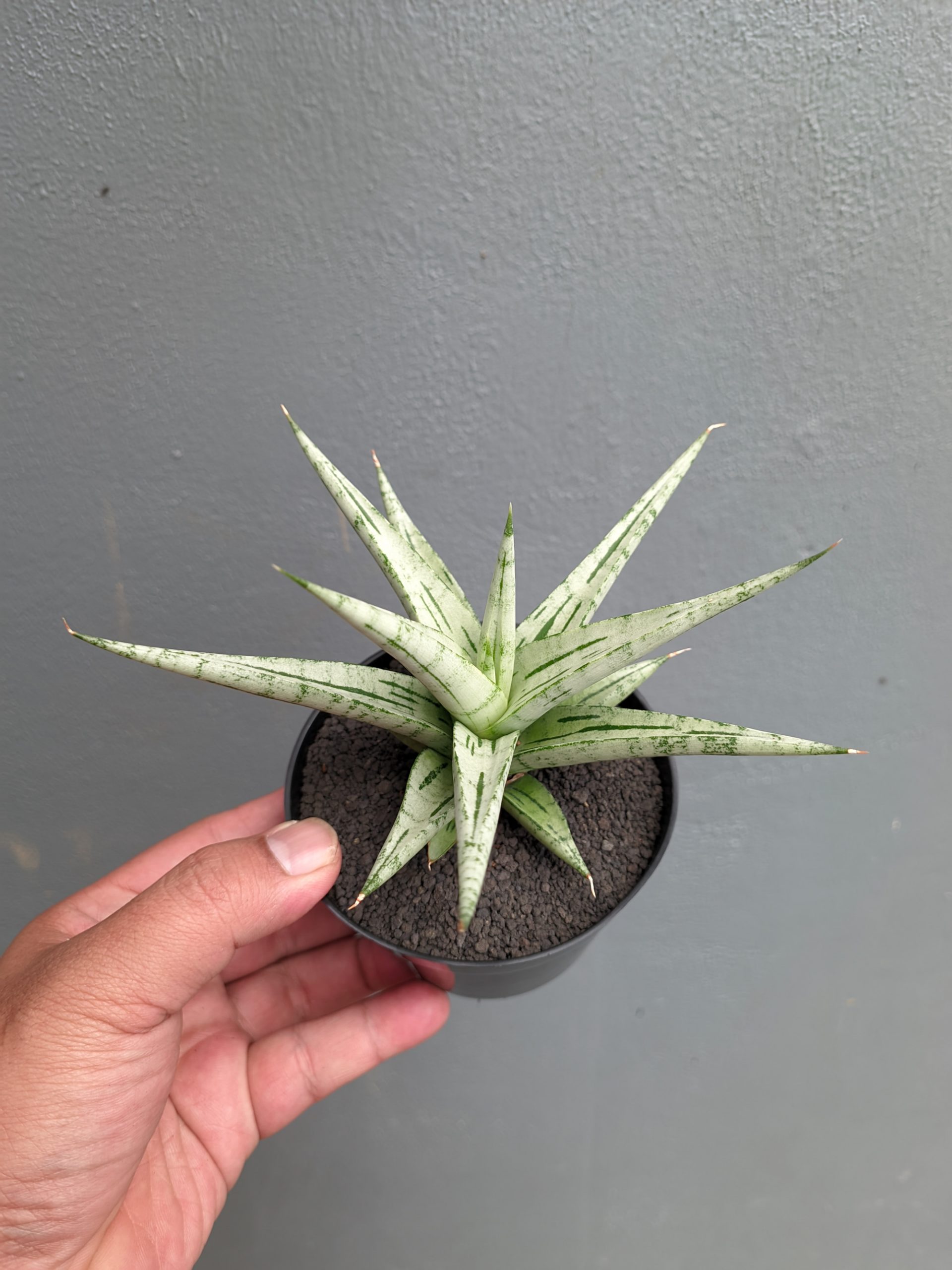 1135. Sansevieria Cinta - Image 9