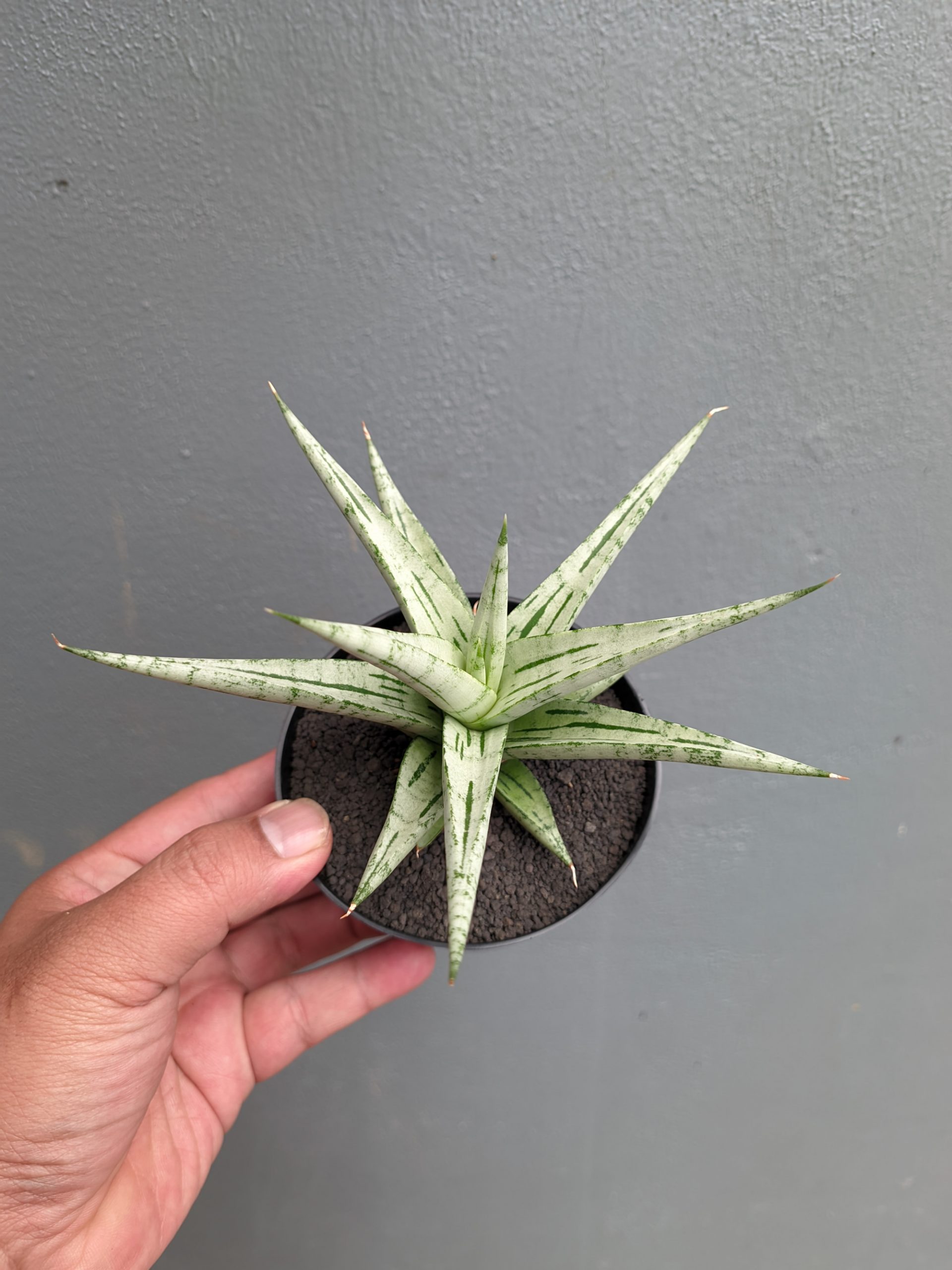 1135. Sansevieria Cinta - Image 10