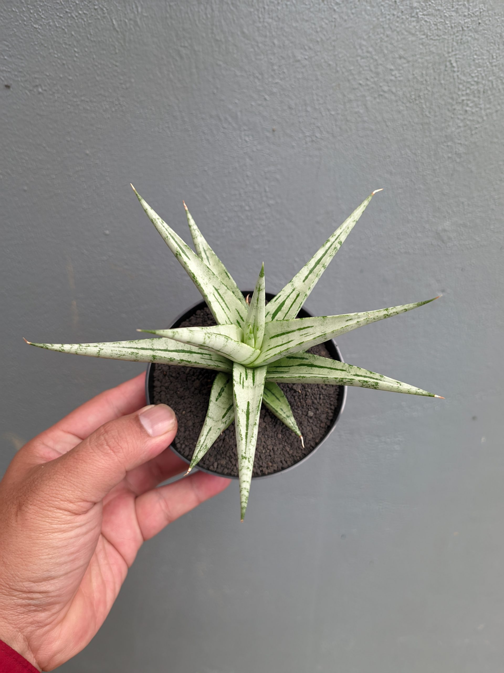 1135. Sansevieria Cinta - Image 11