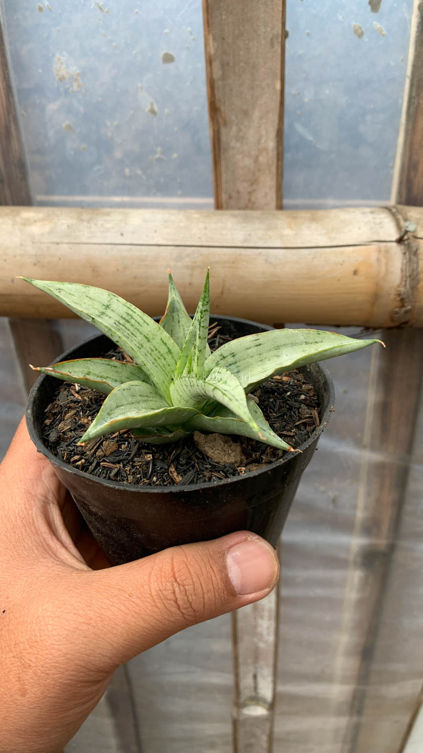1136. Sansevieria Kasih - Image 7
