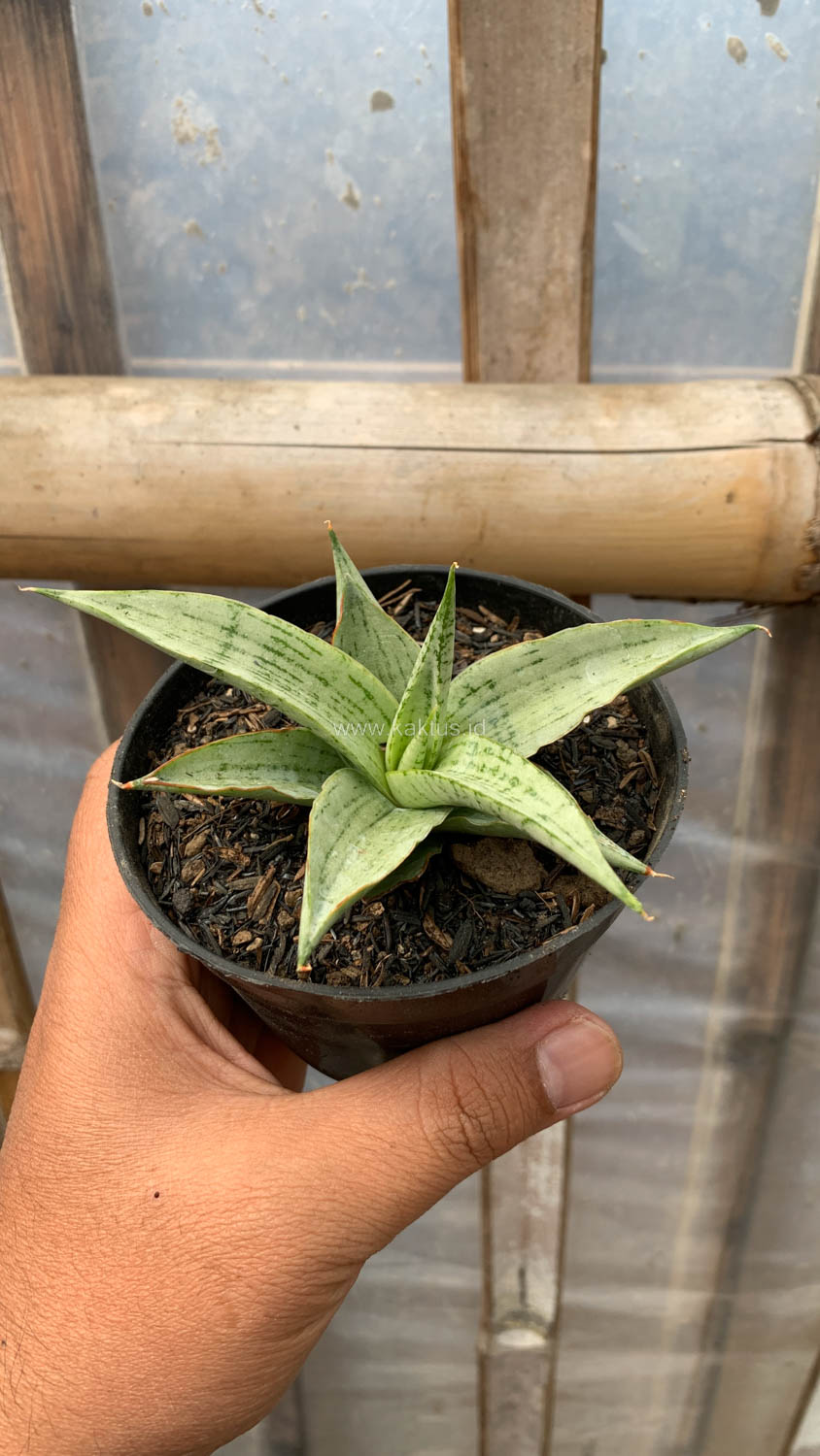 1136. Sansevieria Kasih - Image 14