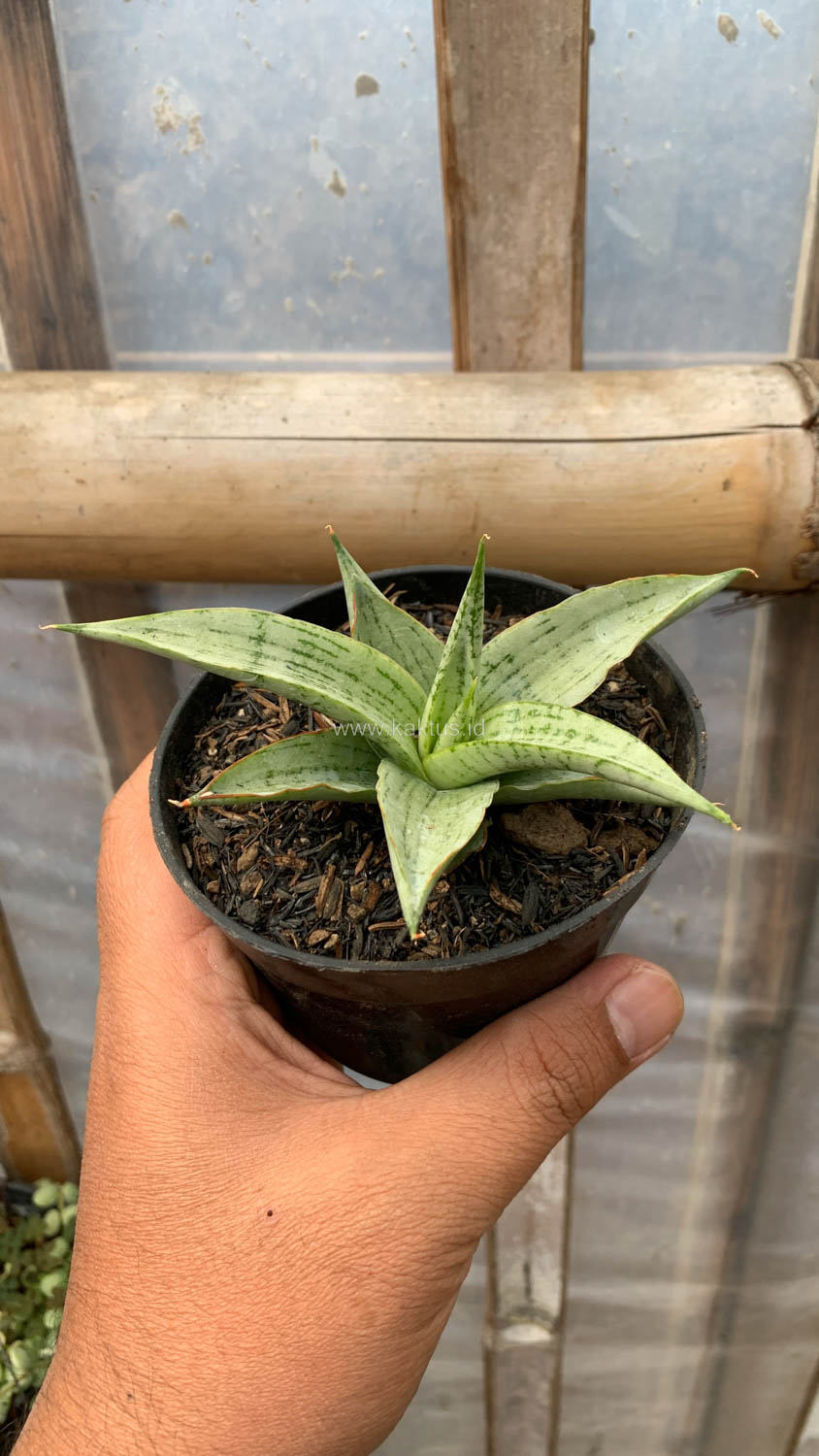 1136. Sansevieria Kasih - Image 12