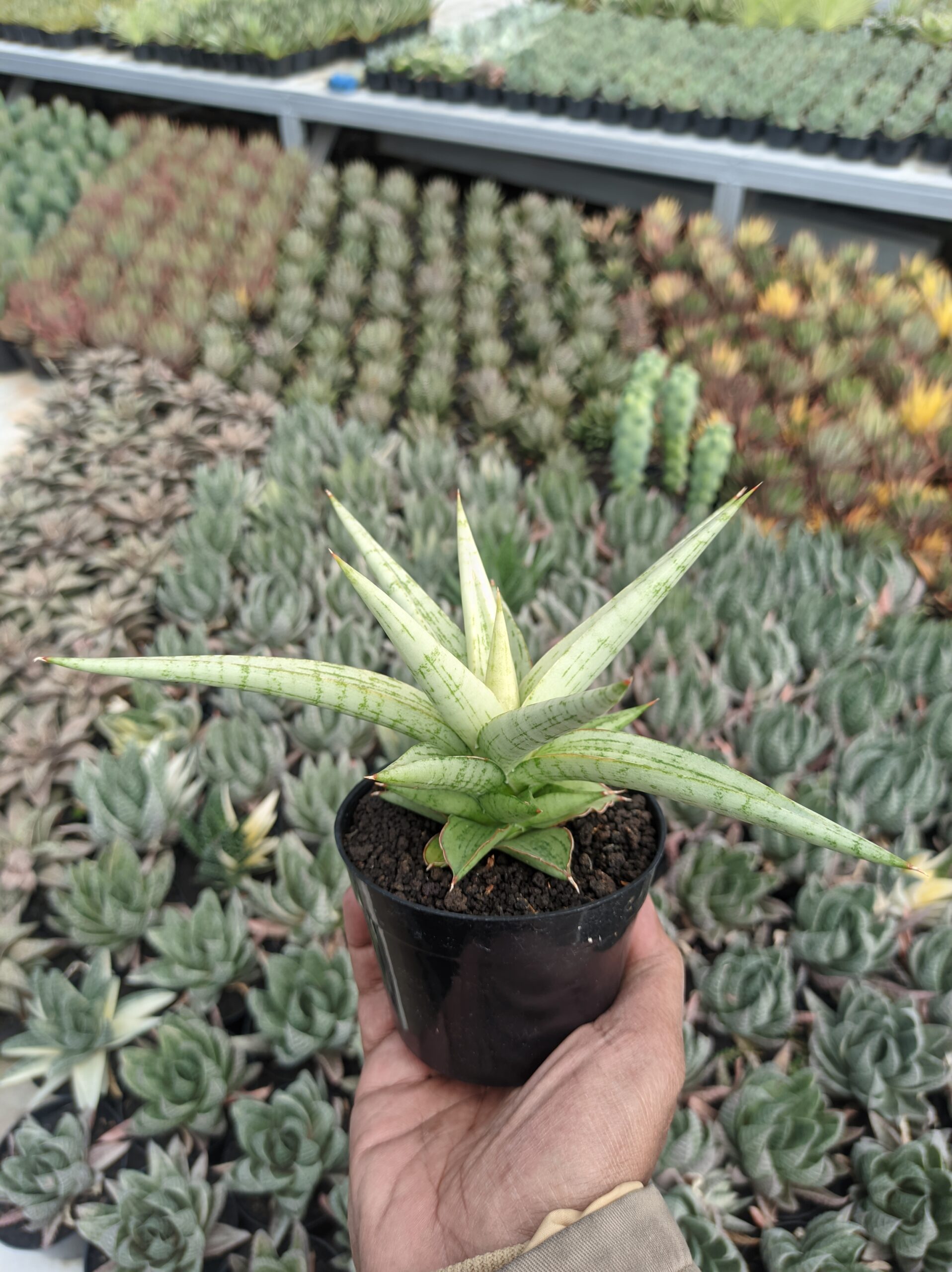 1136. Sansevieria Kasih - Image 2