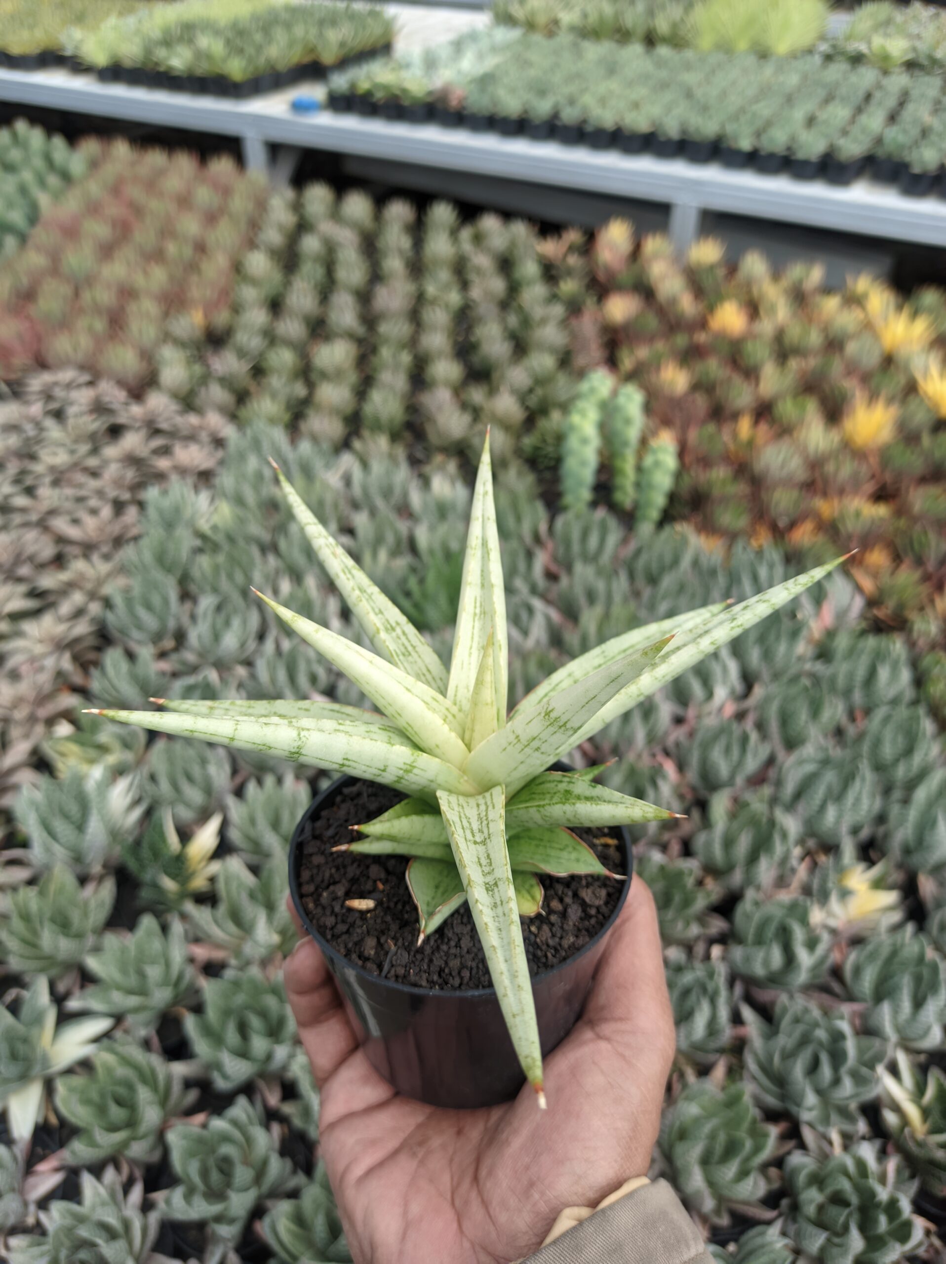 1136. Sansevieria Kasih - Image 4