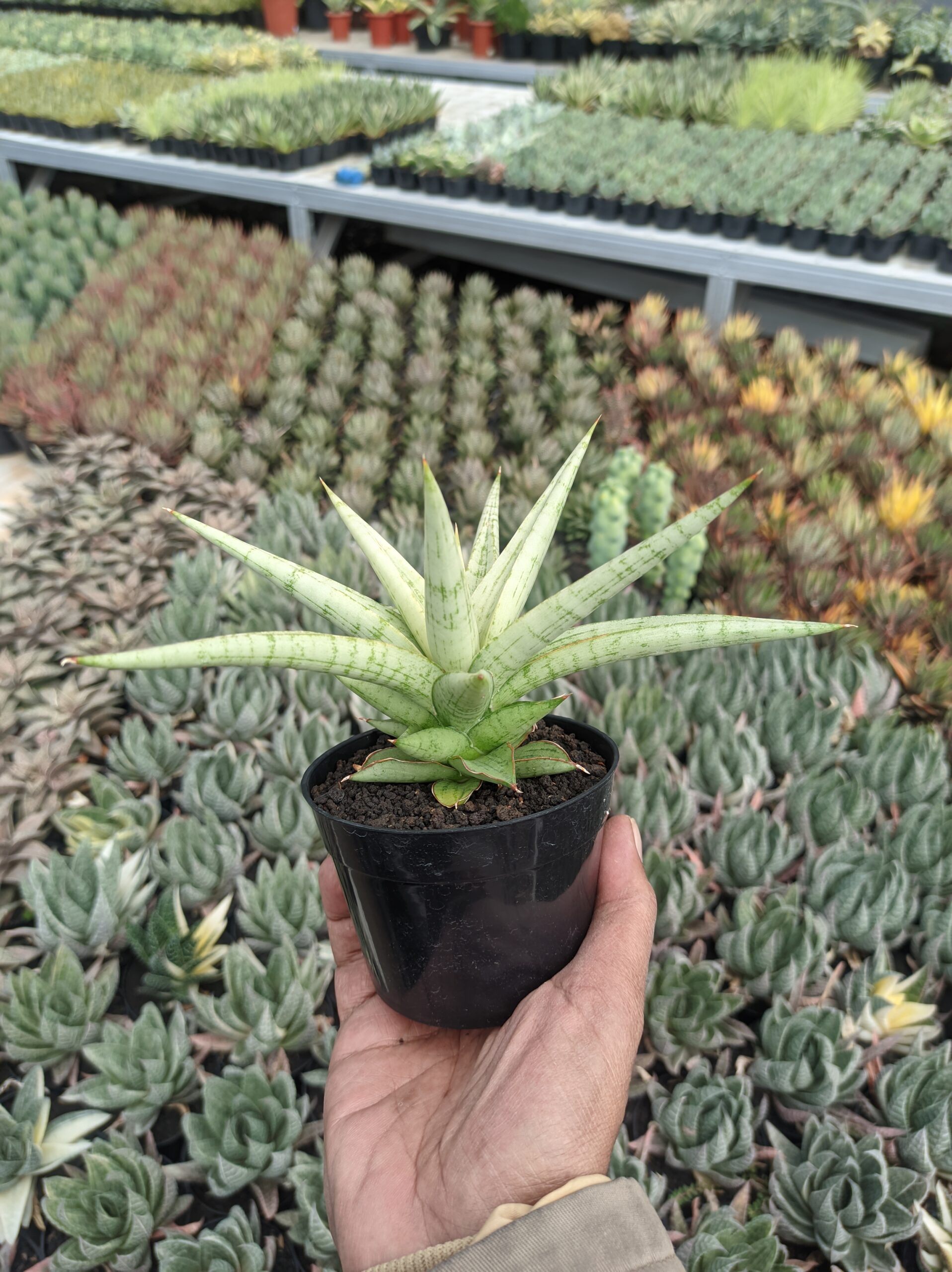 1136. Sansevieria Kasih - Image 6
