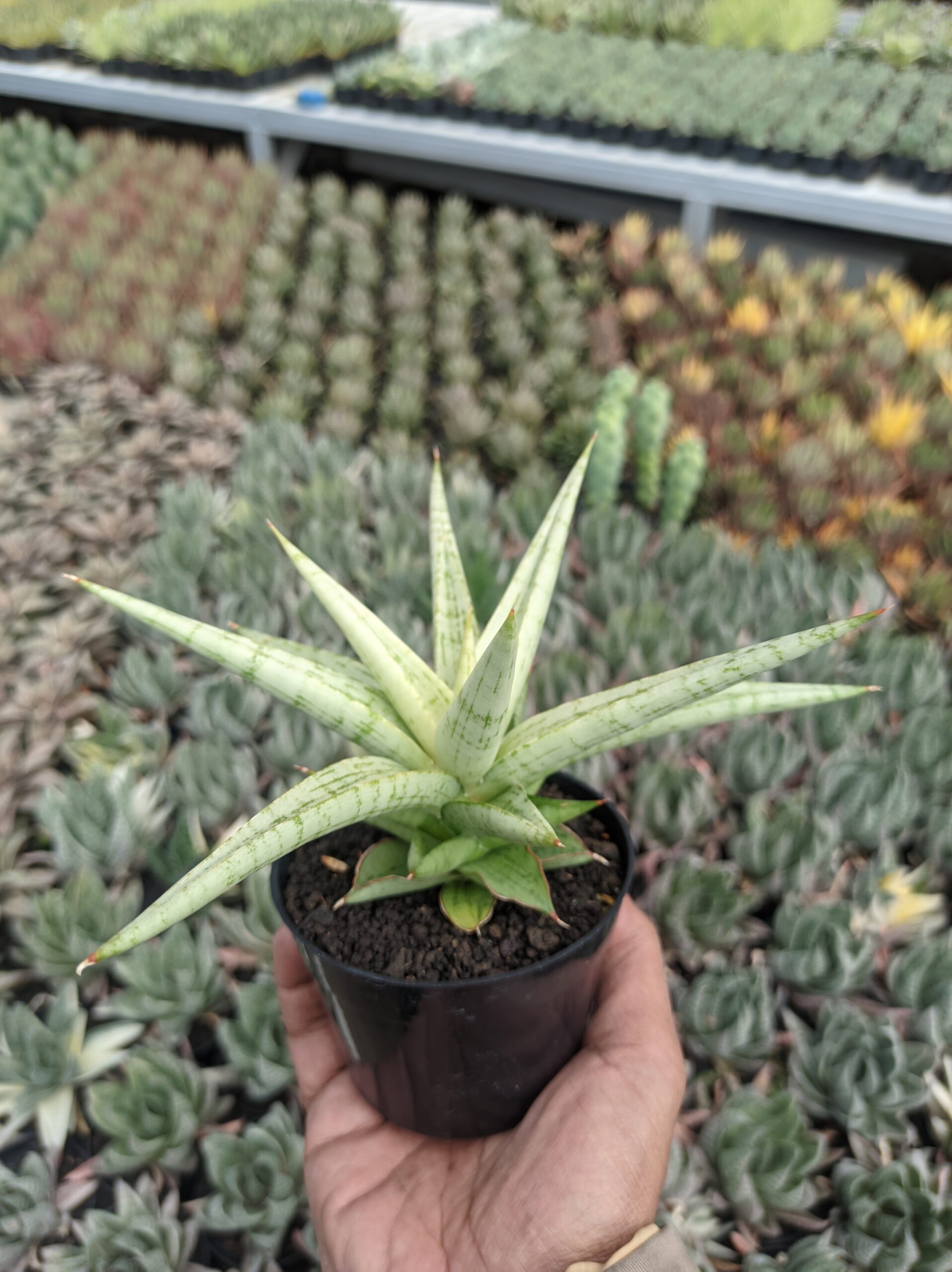 1136. Sansevieria Kasih - Image 8