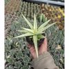 1136. Sansevieria Kasih