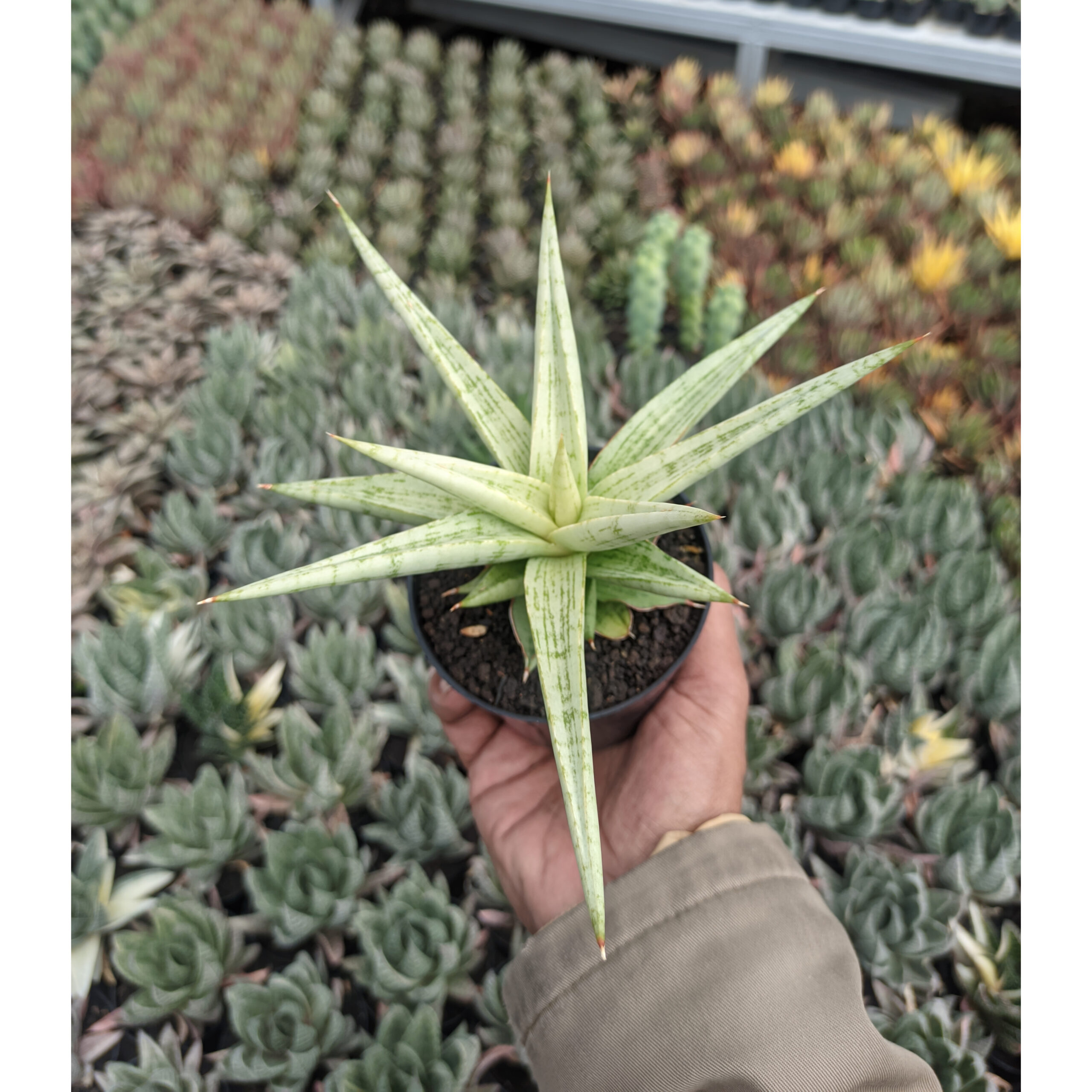1136. Sansevieria Kasih