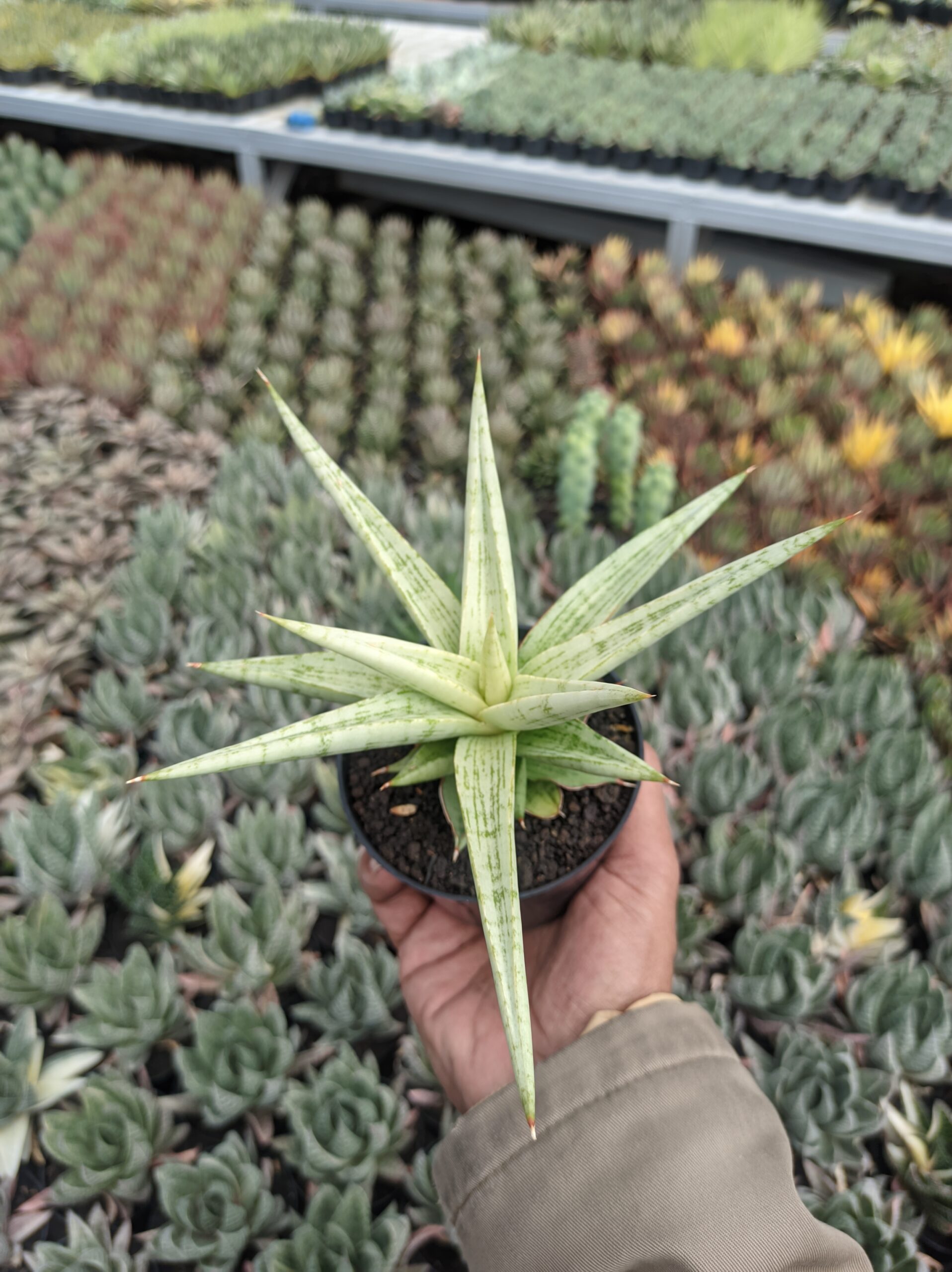 1136. Sansevieria Kasih - Image 10