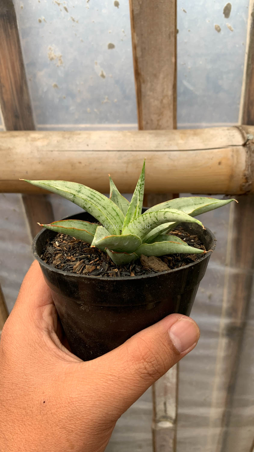 1136. Sansevieria Kasih - Image 15