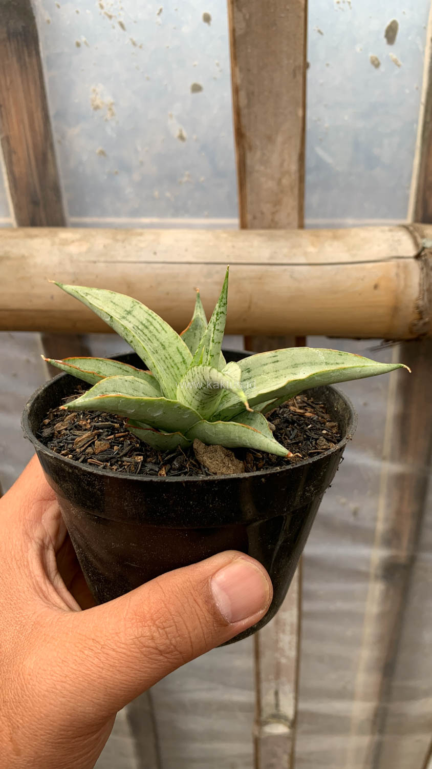 1136. Sansevieria Kasih - Image 3