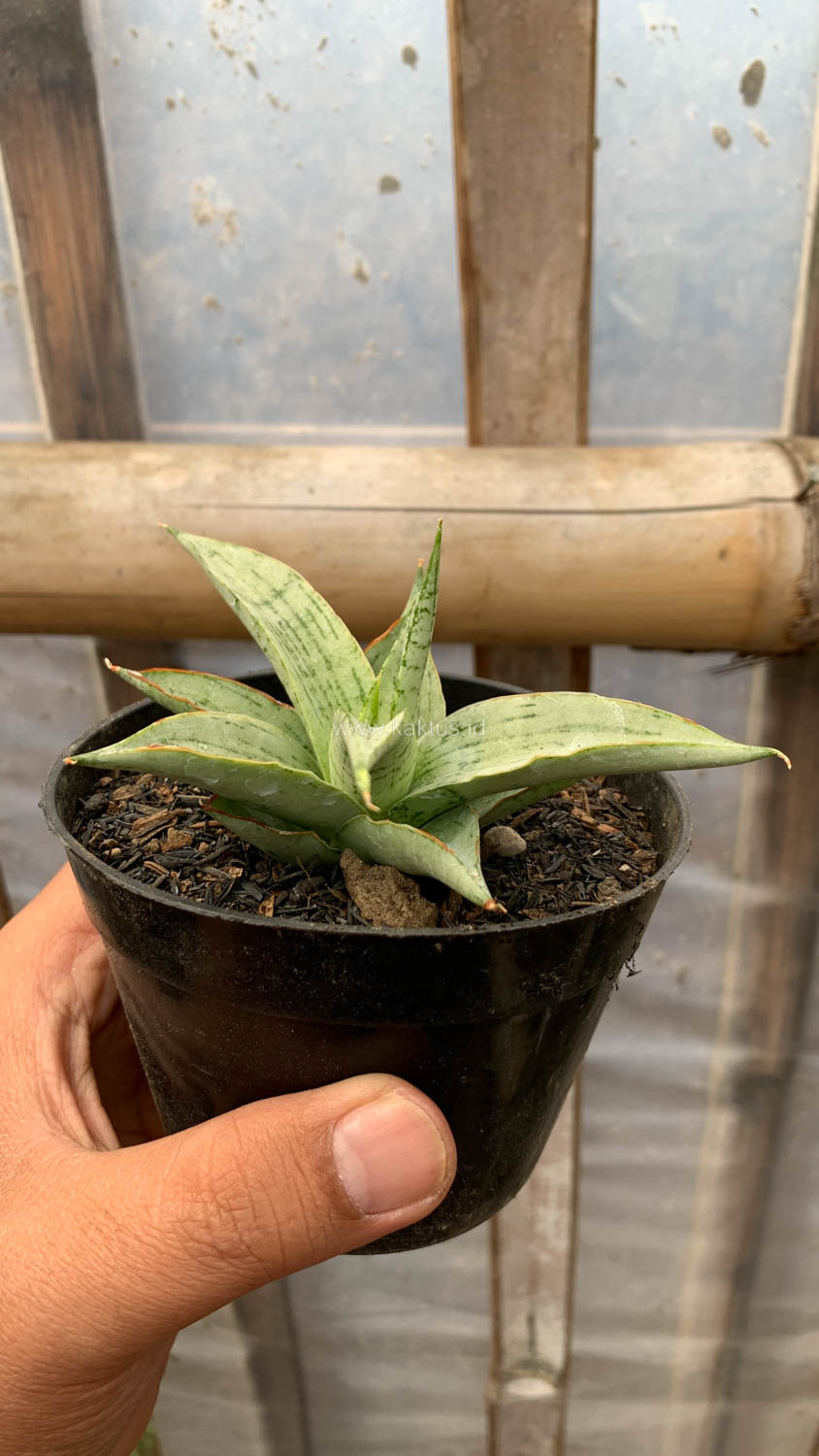 1136. Sansevieria Kasih - Image 11