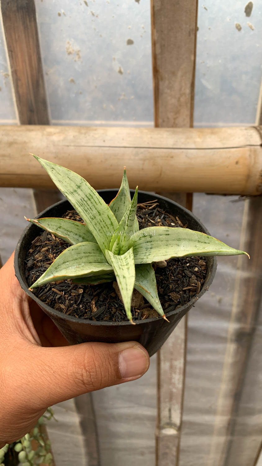 1136. Sansevieria Kasih - Image 13