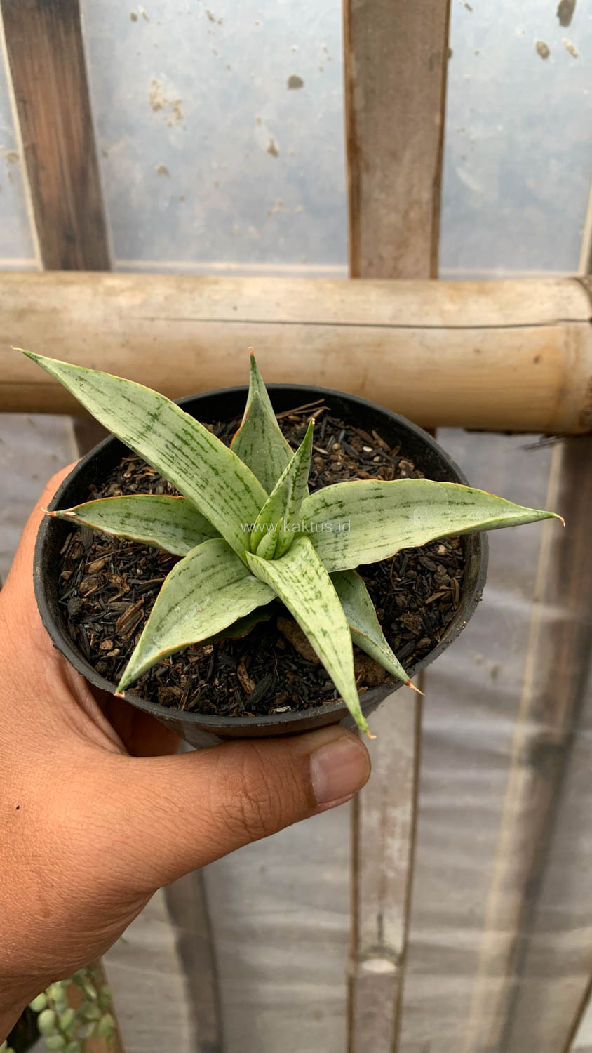 1136. Sansevieria Kasih - Image 5