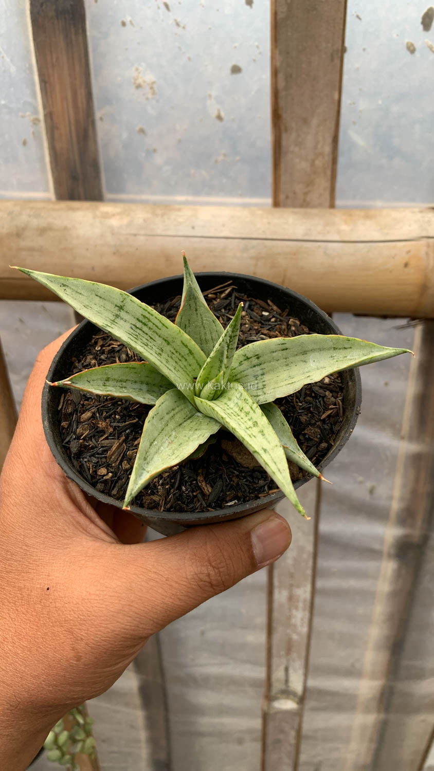 1136. Sansevieria Kasih - Image 9