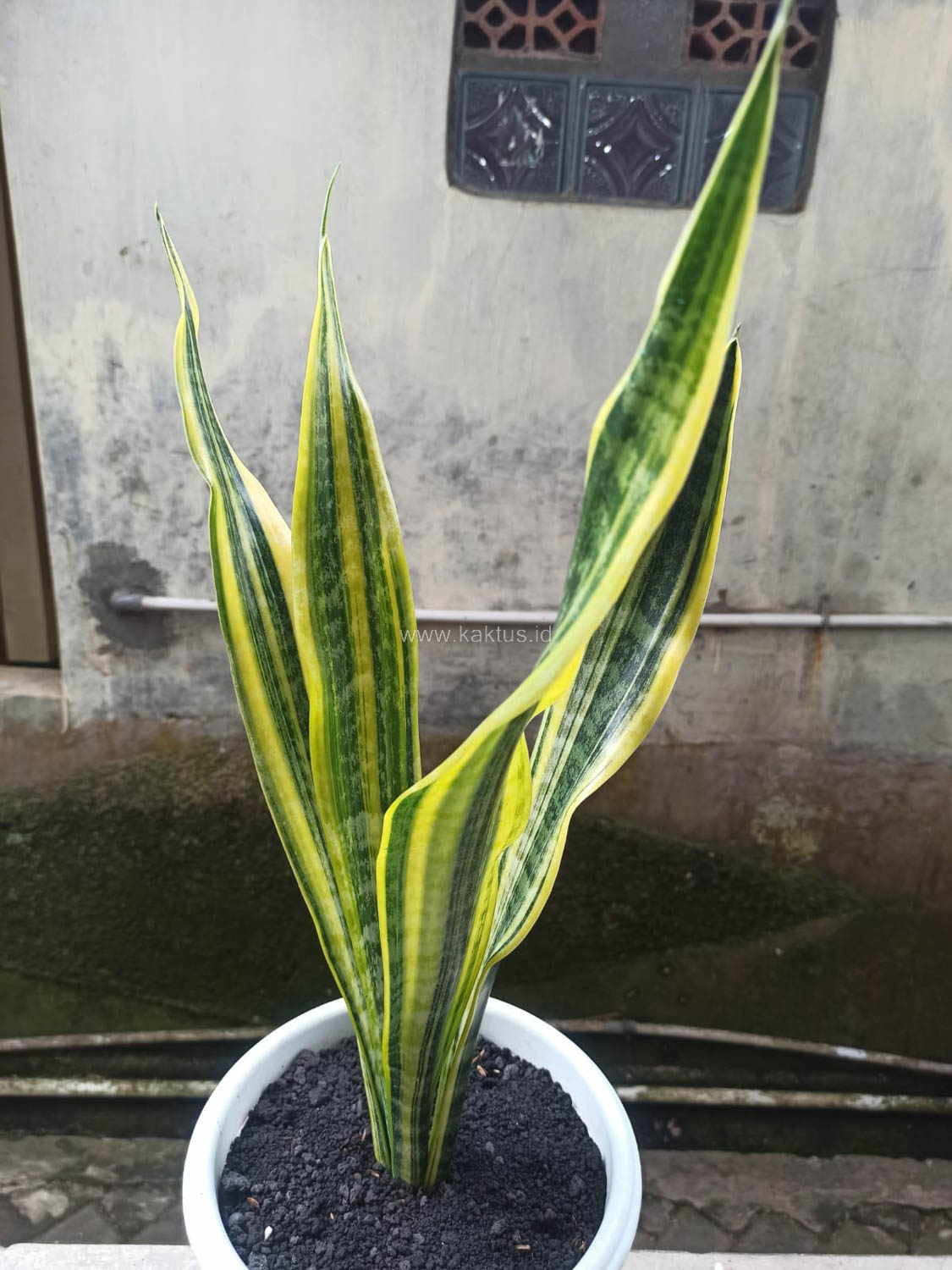 1137. Sansevieria Laurentii Variegated - Image 3