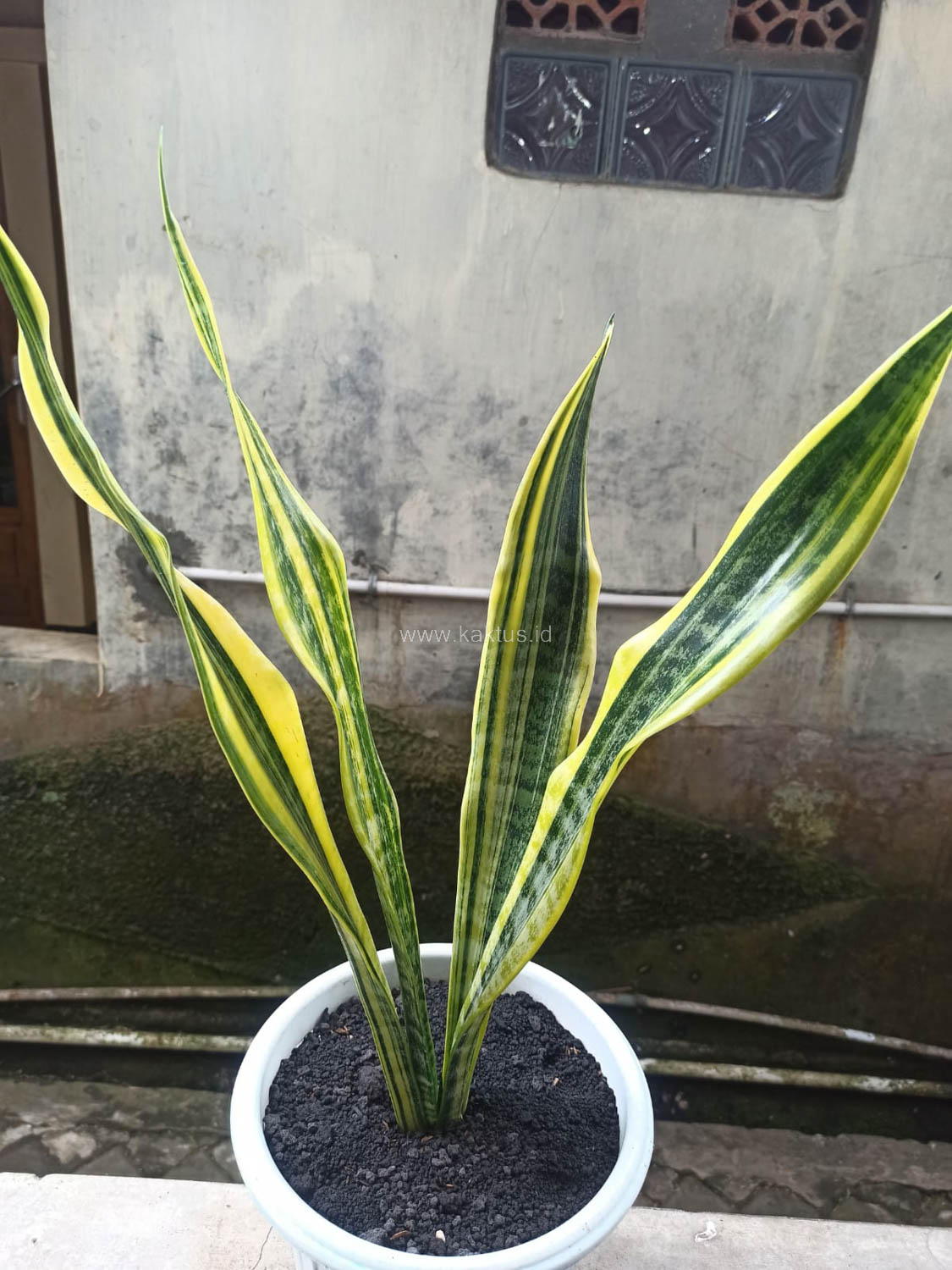 1137. Sansevieria Laurentii Variegated - Image 4