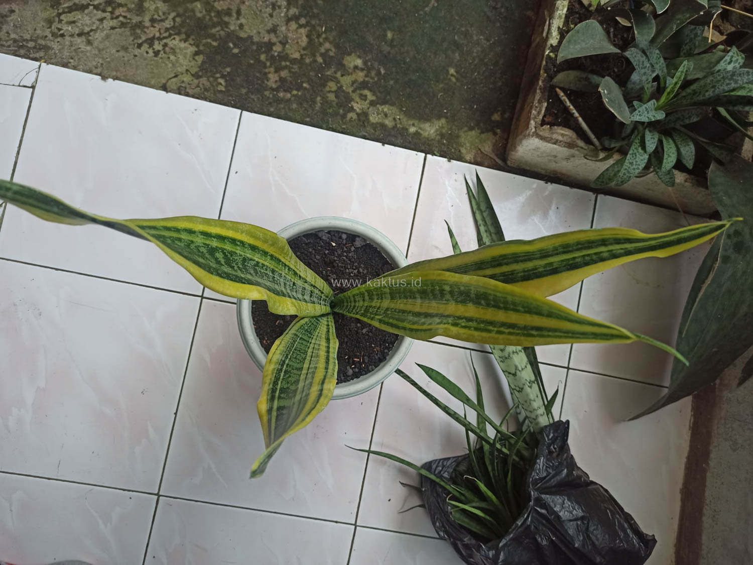 1137. Sansevieria Laurentii Variegated - Image 5