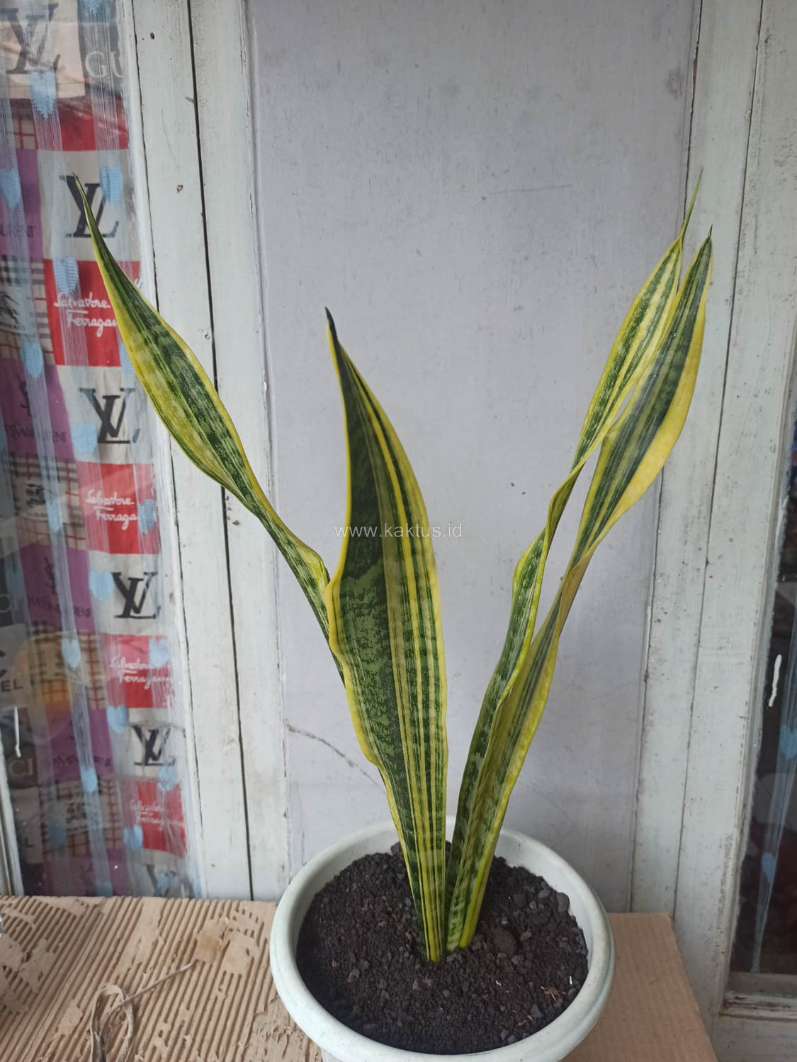 1137. Sansevieria Laurentii Variegated - Image 6