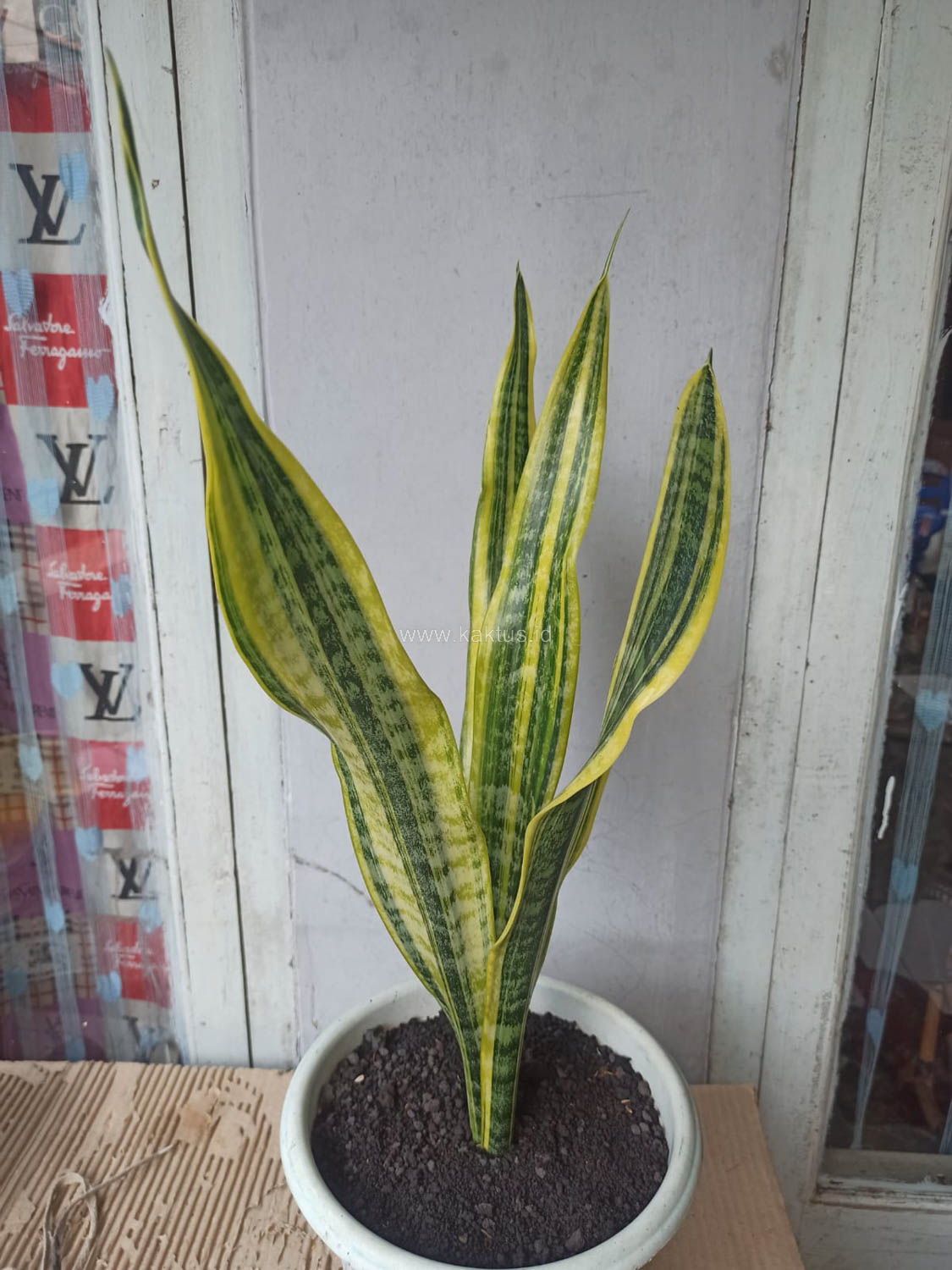 1137. Sansevieria Laurentii Variegated - Image 7